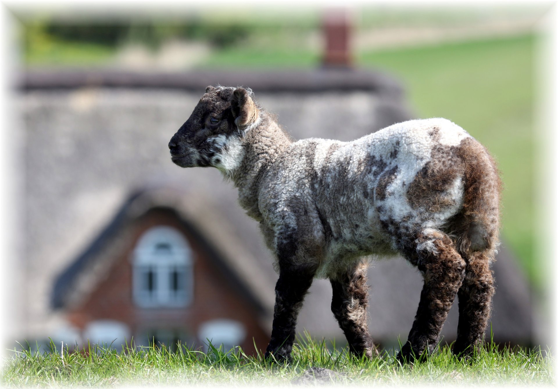 lamb grass background bokeh