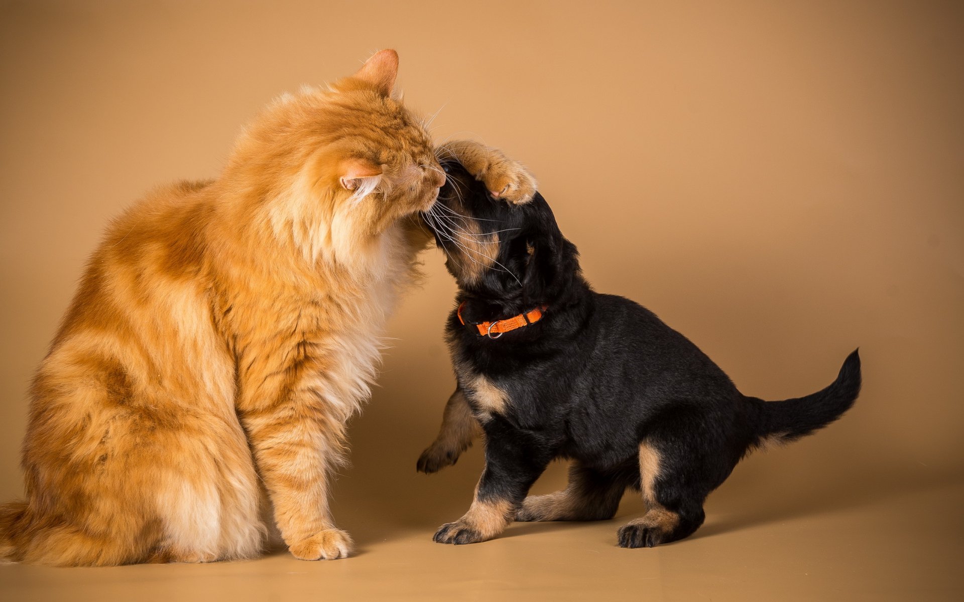 gato perro amistad