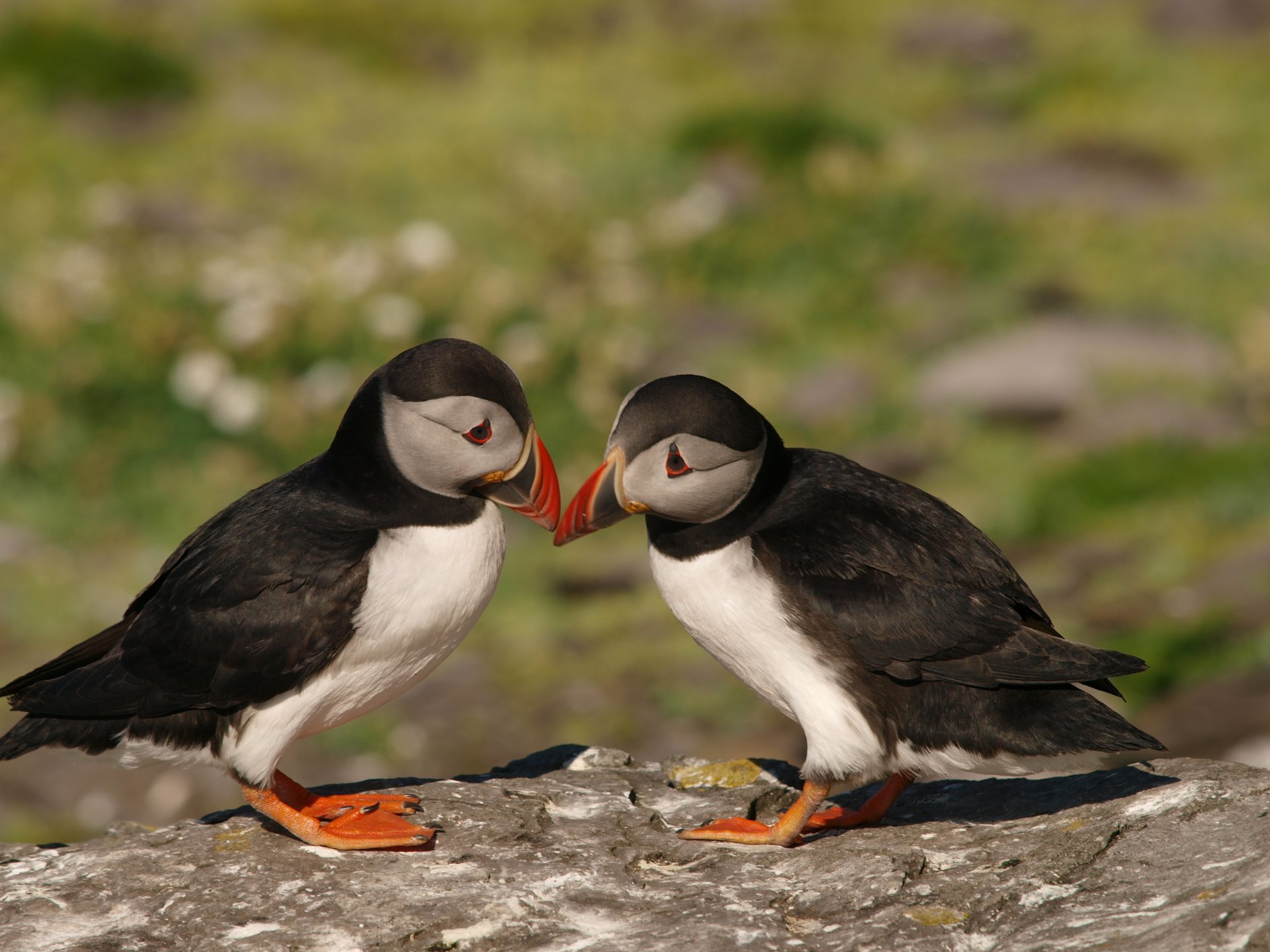 birds dead ends puffin the pair background blur stone boulder