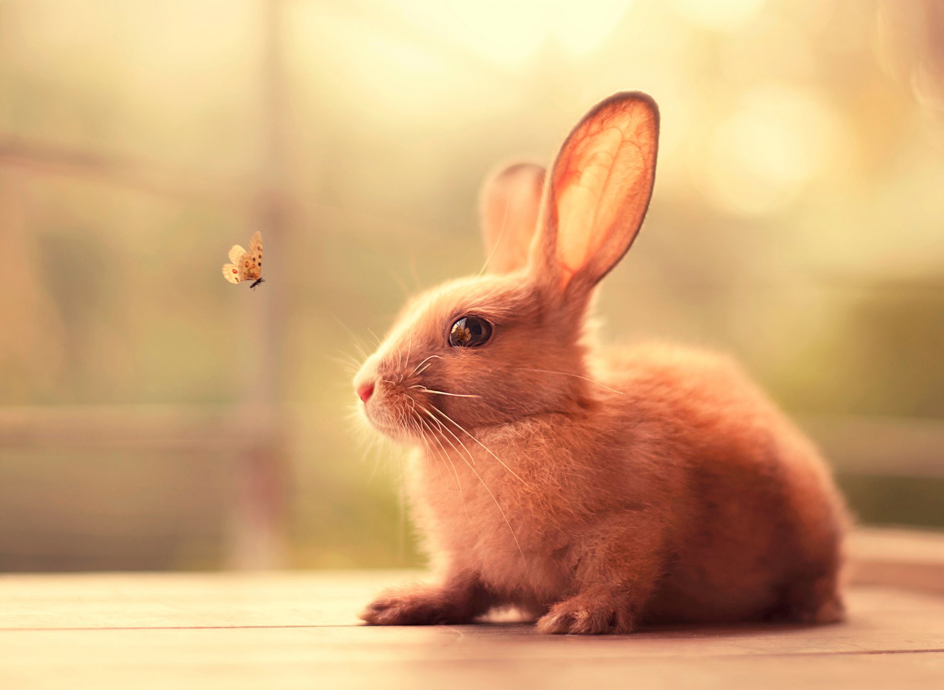 hase kaninchen schmetterling