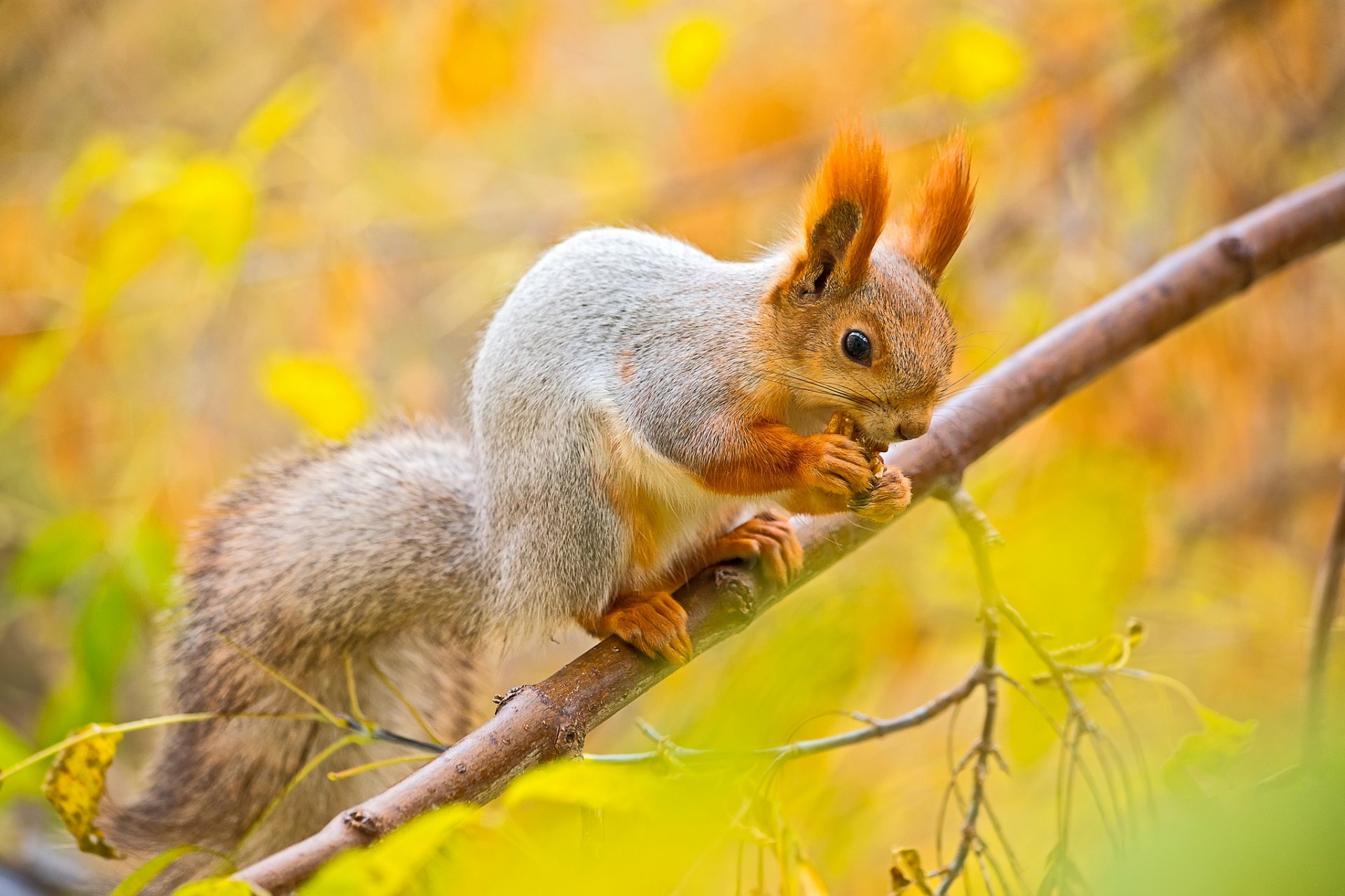 protein squirrel walnut autumn tree branch leaves close up