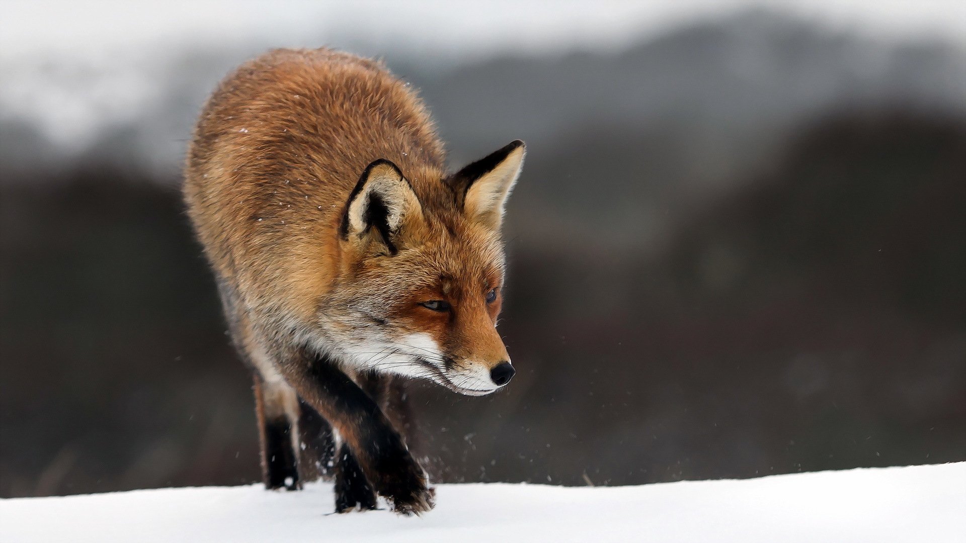 zorro naturaleza invierno