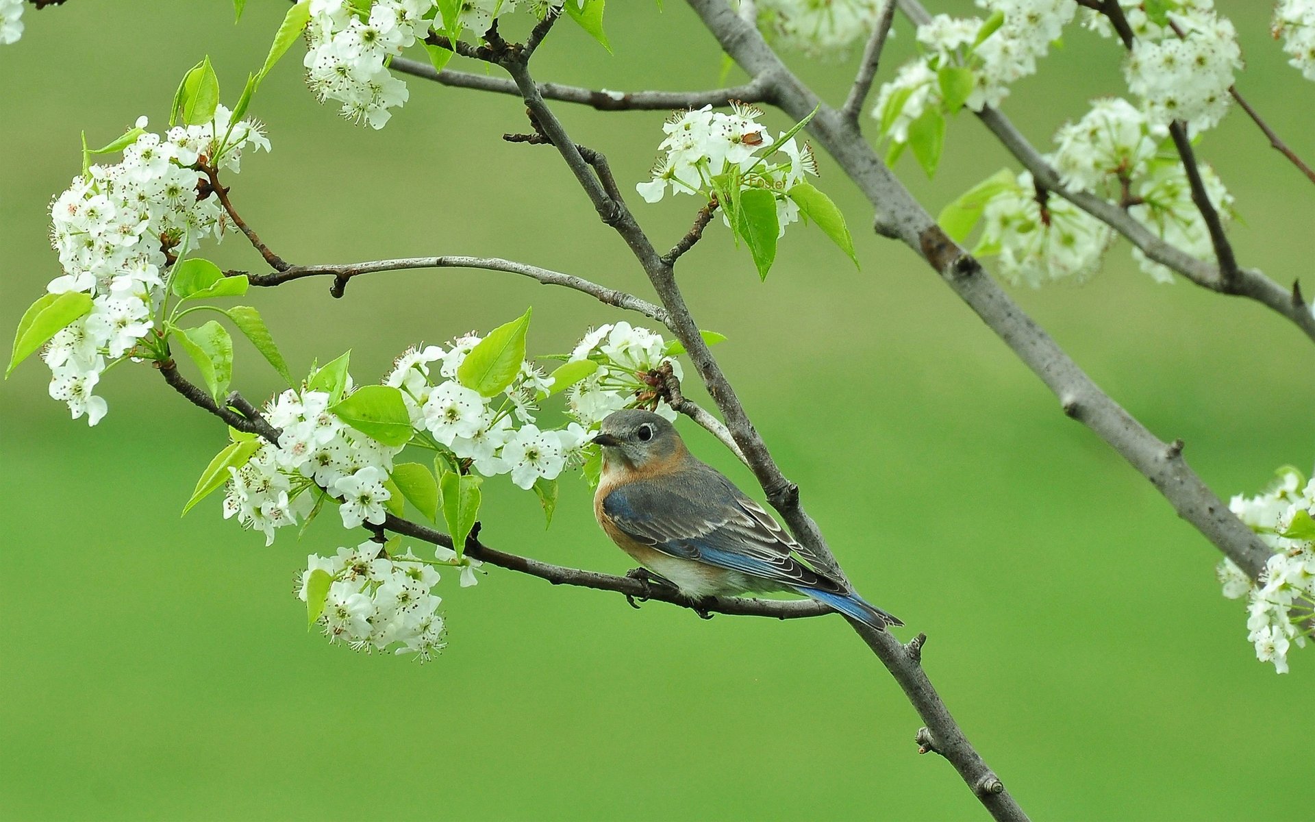 poultry tree blossoming spring branche