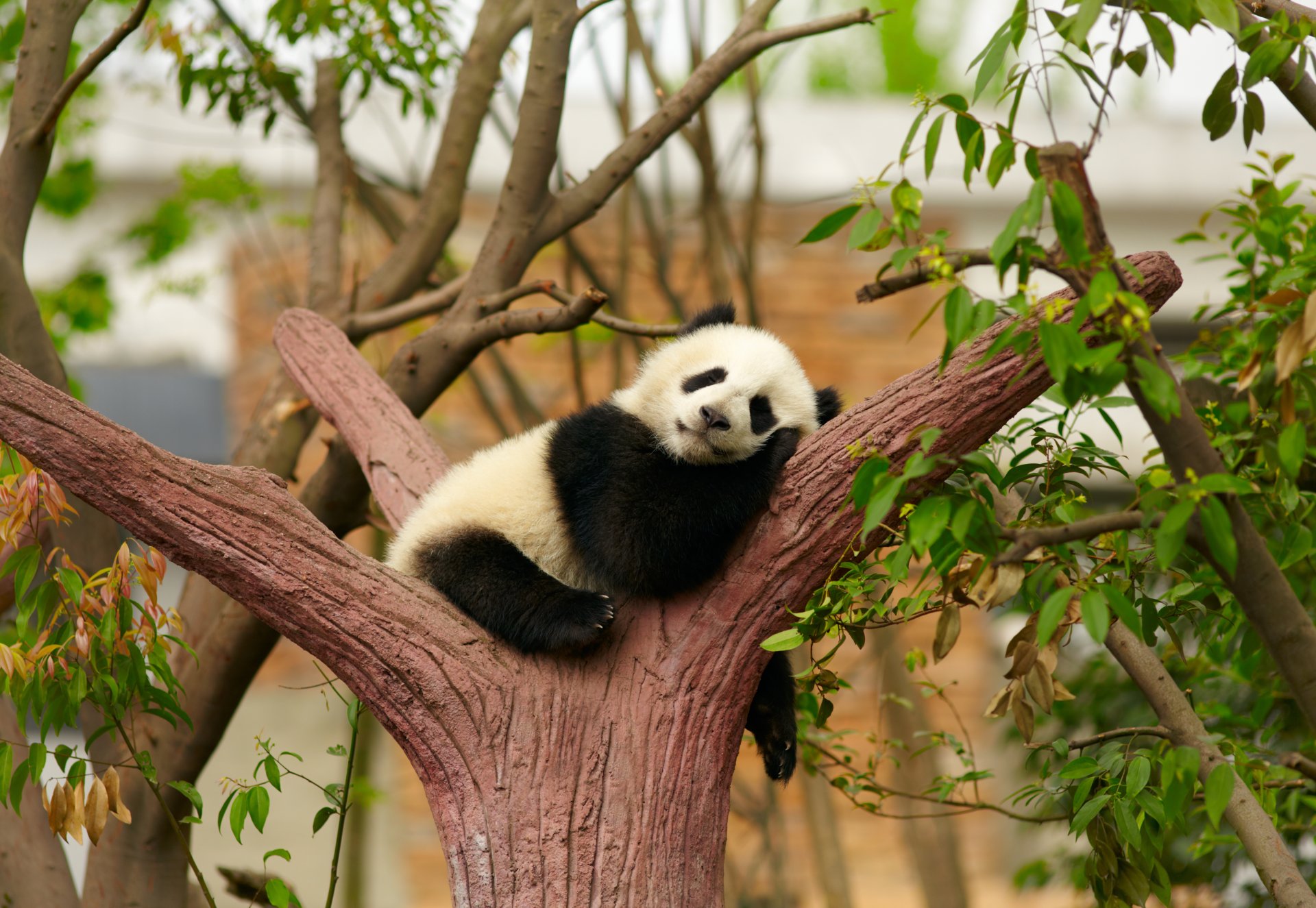 panda oso de peluche sueño descanso durmiendo árbol