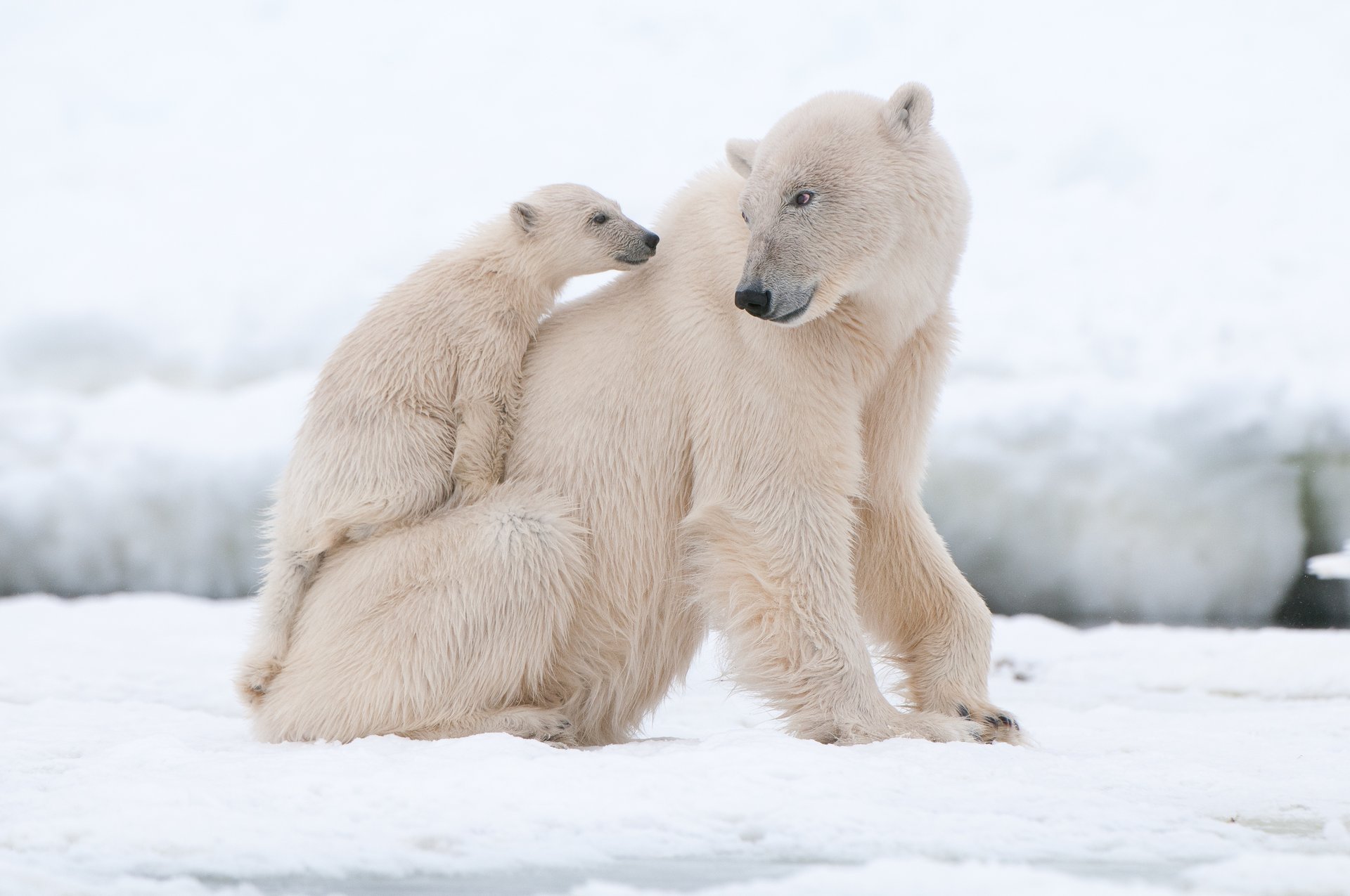 eisbären bär bär schnee