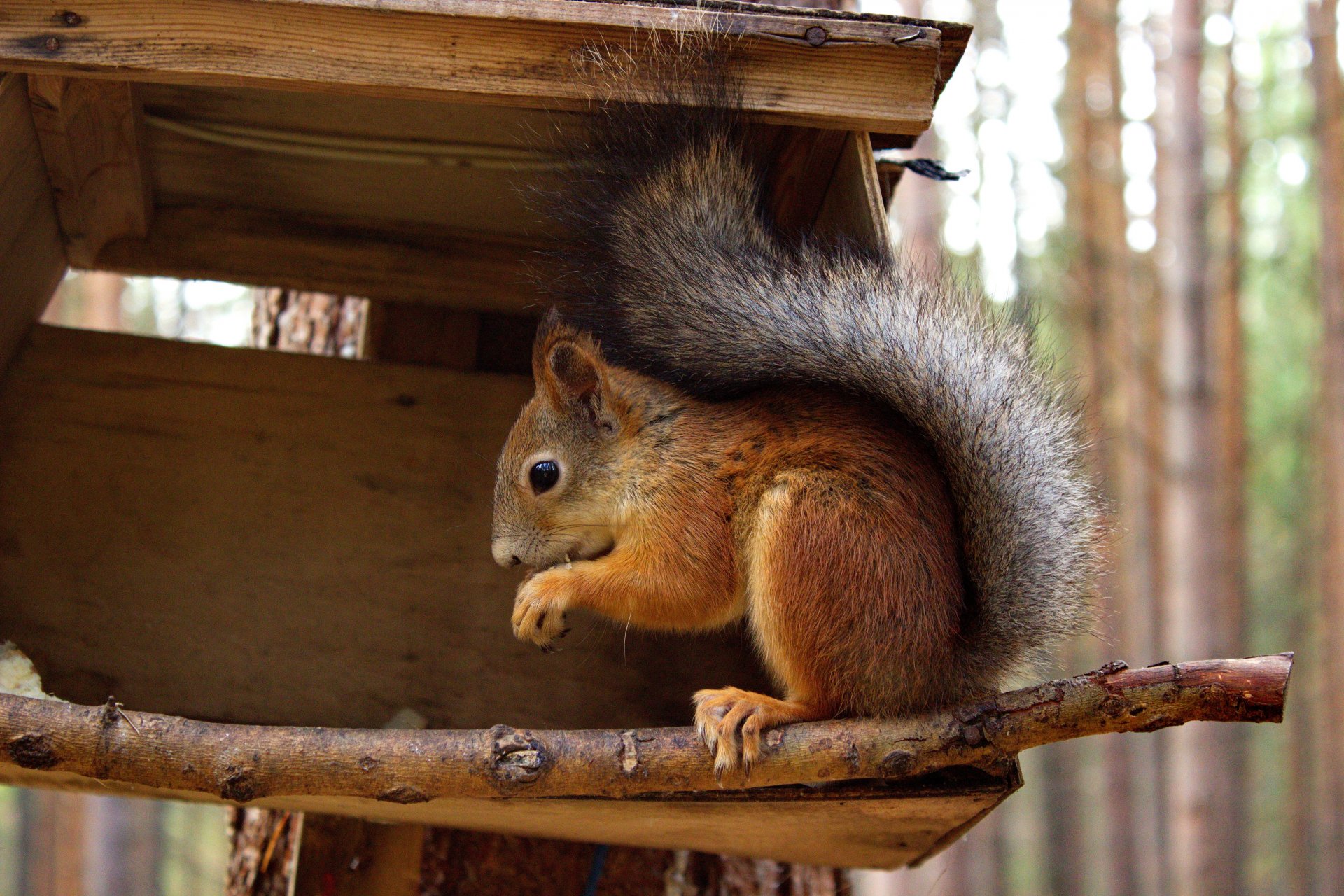 las jesień natura wiewiórka karmnik zwierzęta wiewiórka