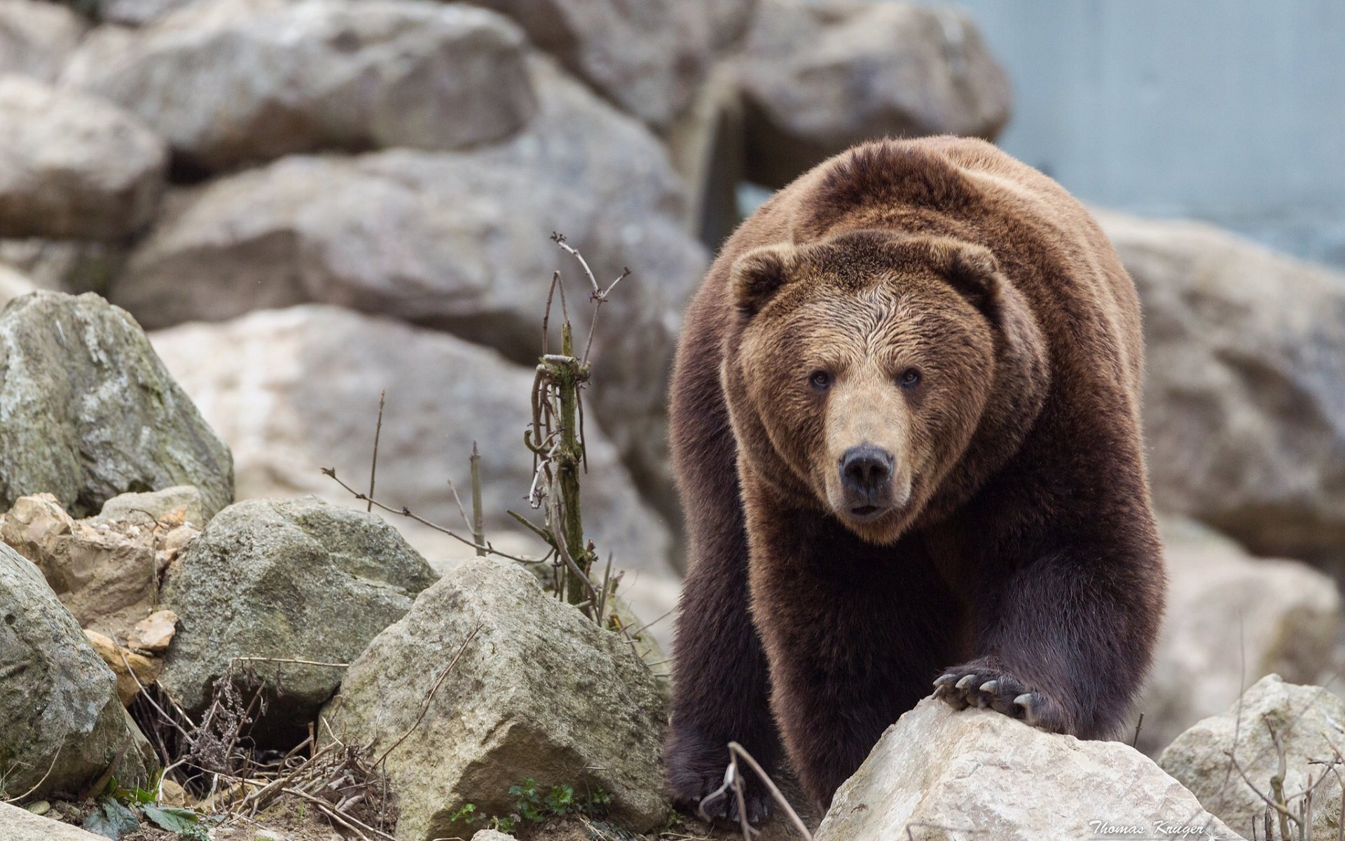 bär blick steine