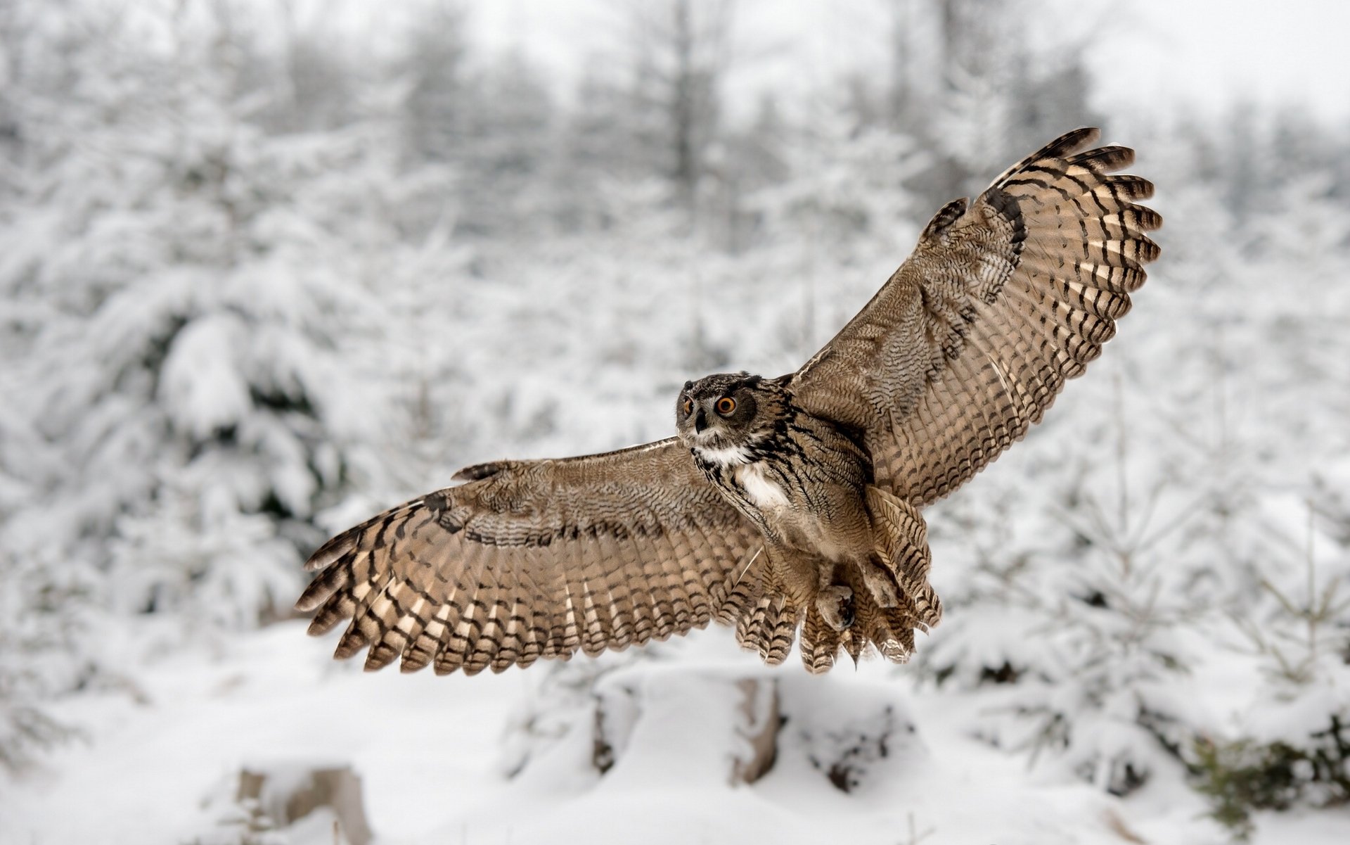 hibou ailes hiver