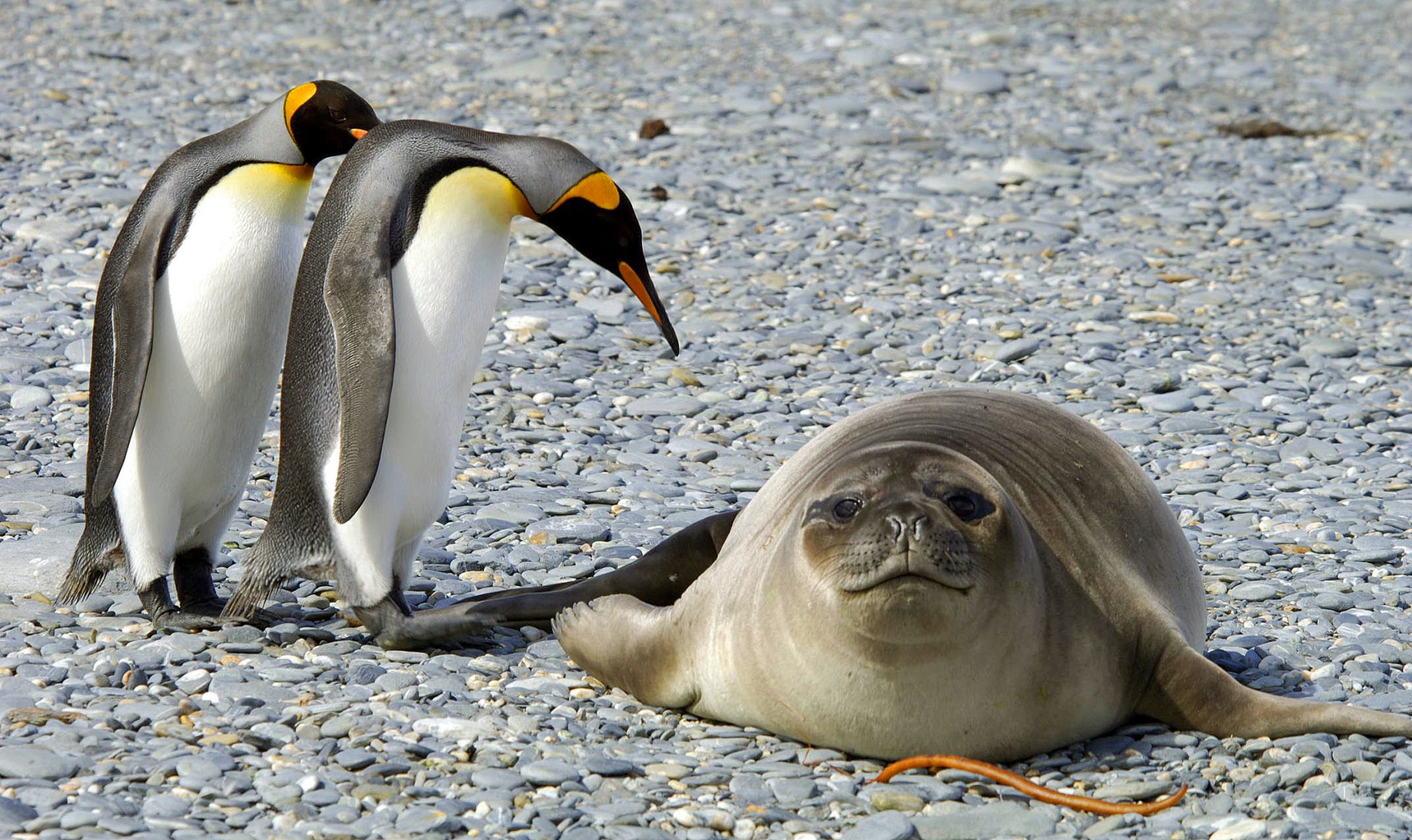 antarctica penguins nature birds snow frost seal animal