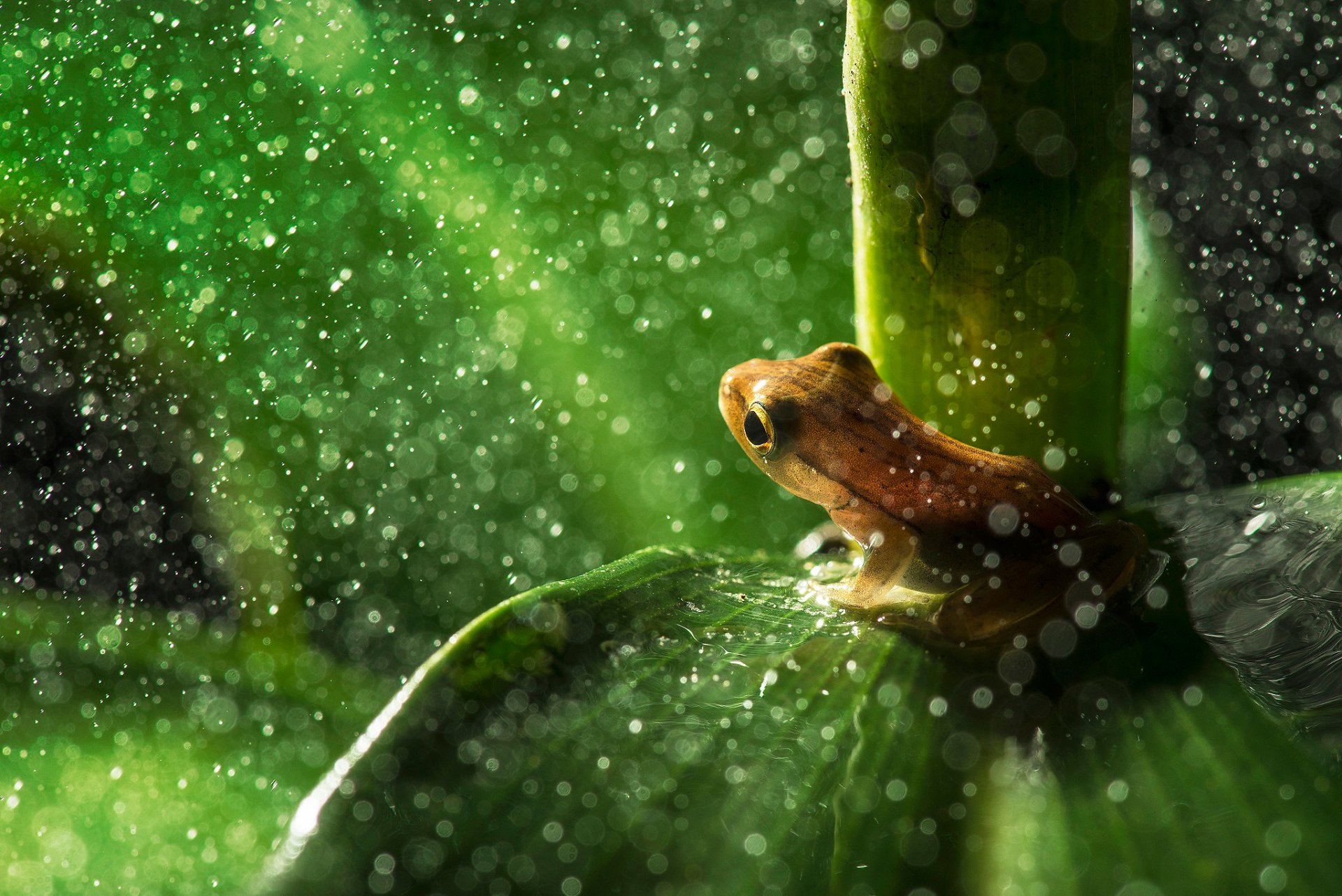 tree frog sheet drops bokeh