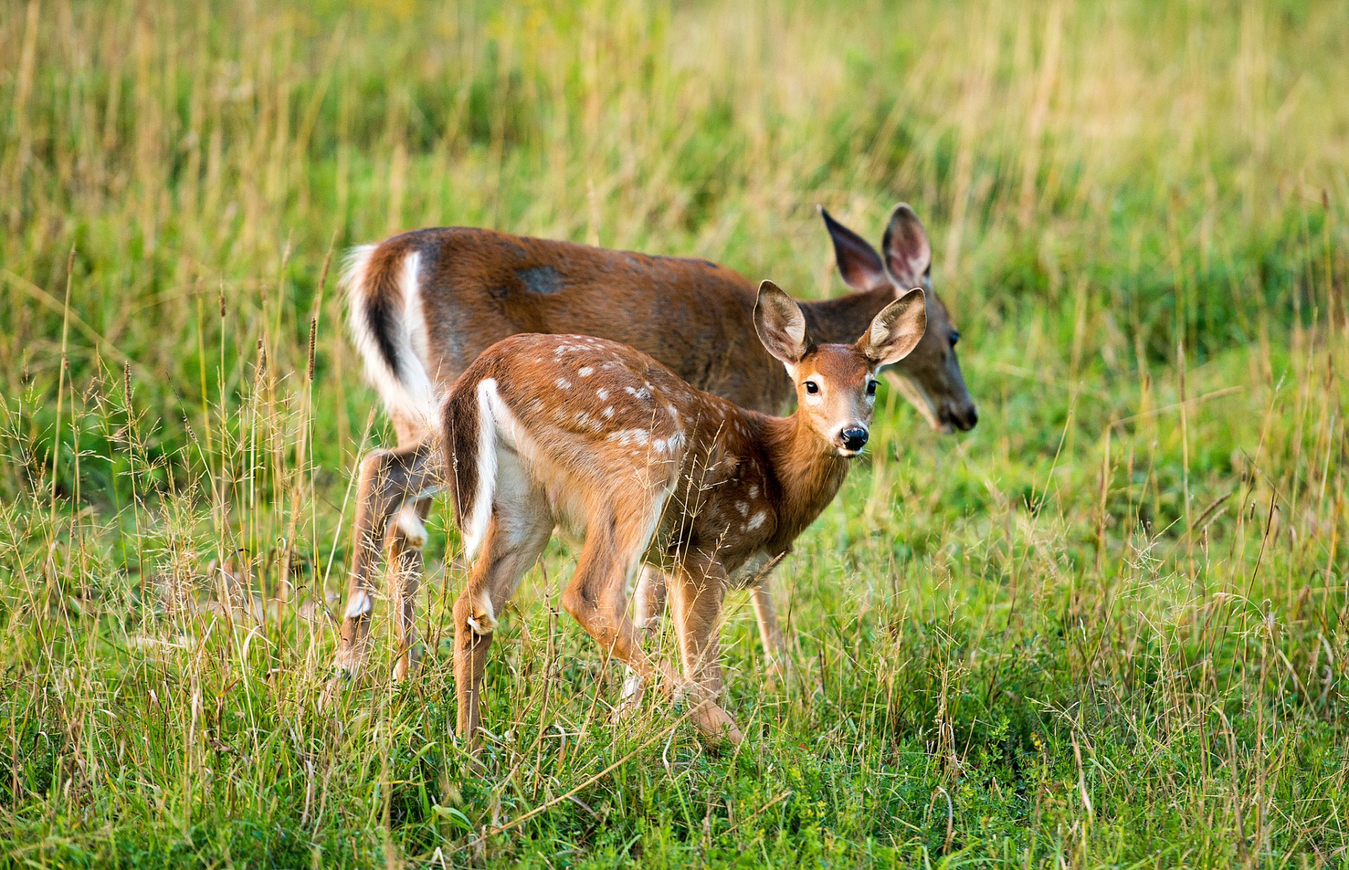 ummer grass hind deer view