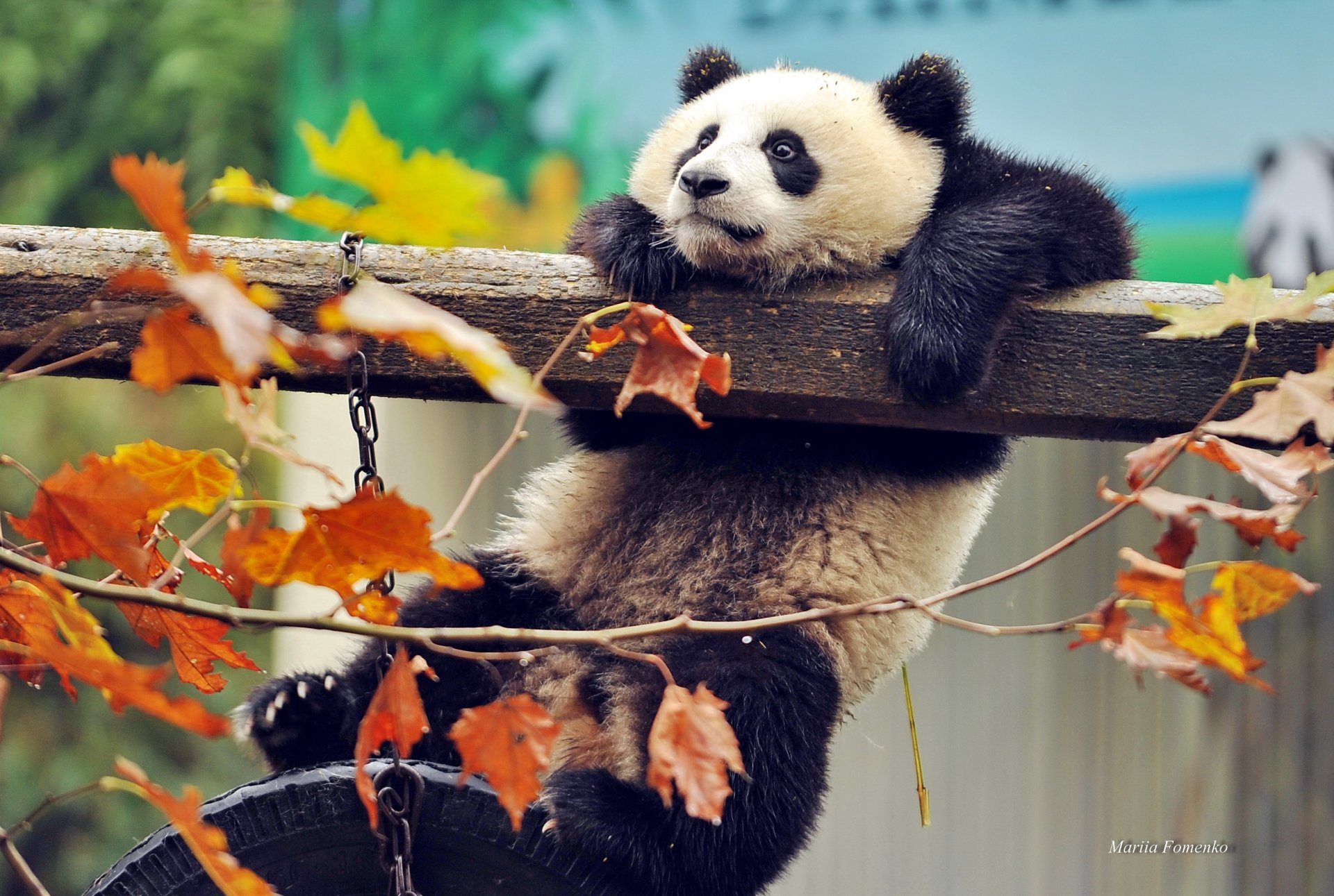 bear panda autumn branches leaves the beast animals china