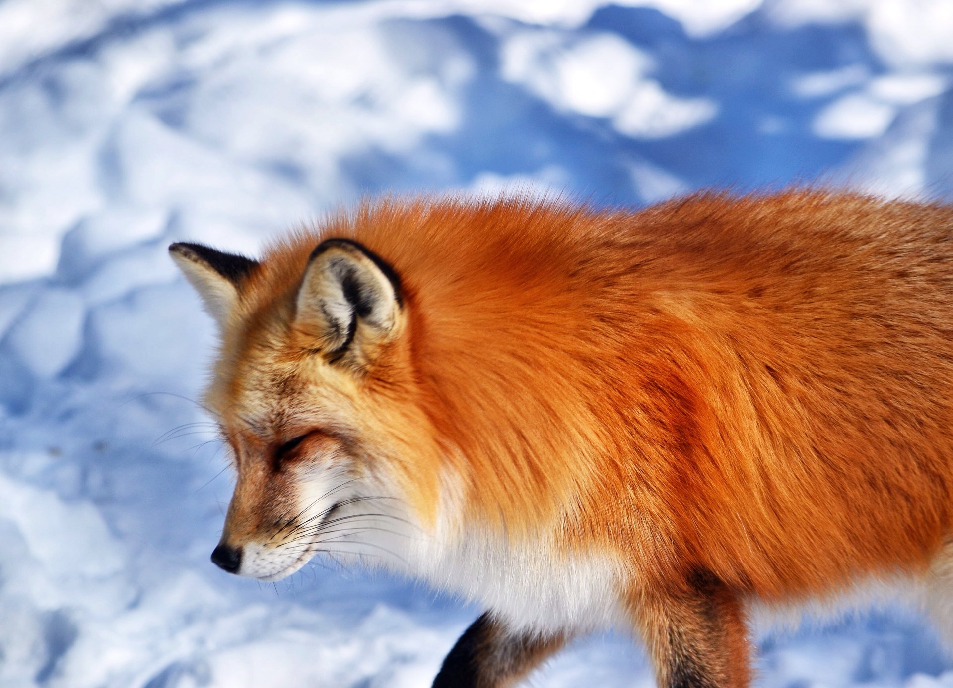 animal zorro zorro pelirroja hocico nieve