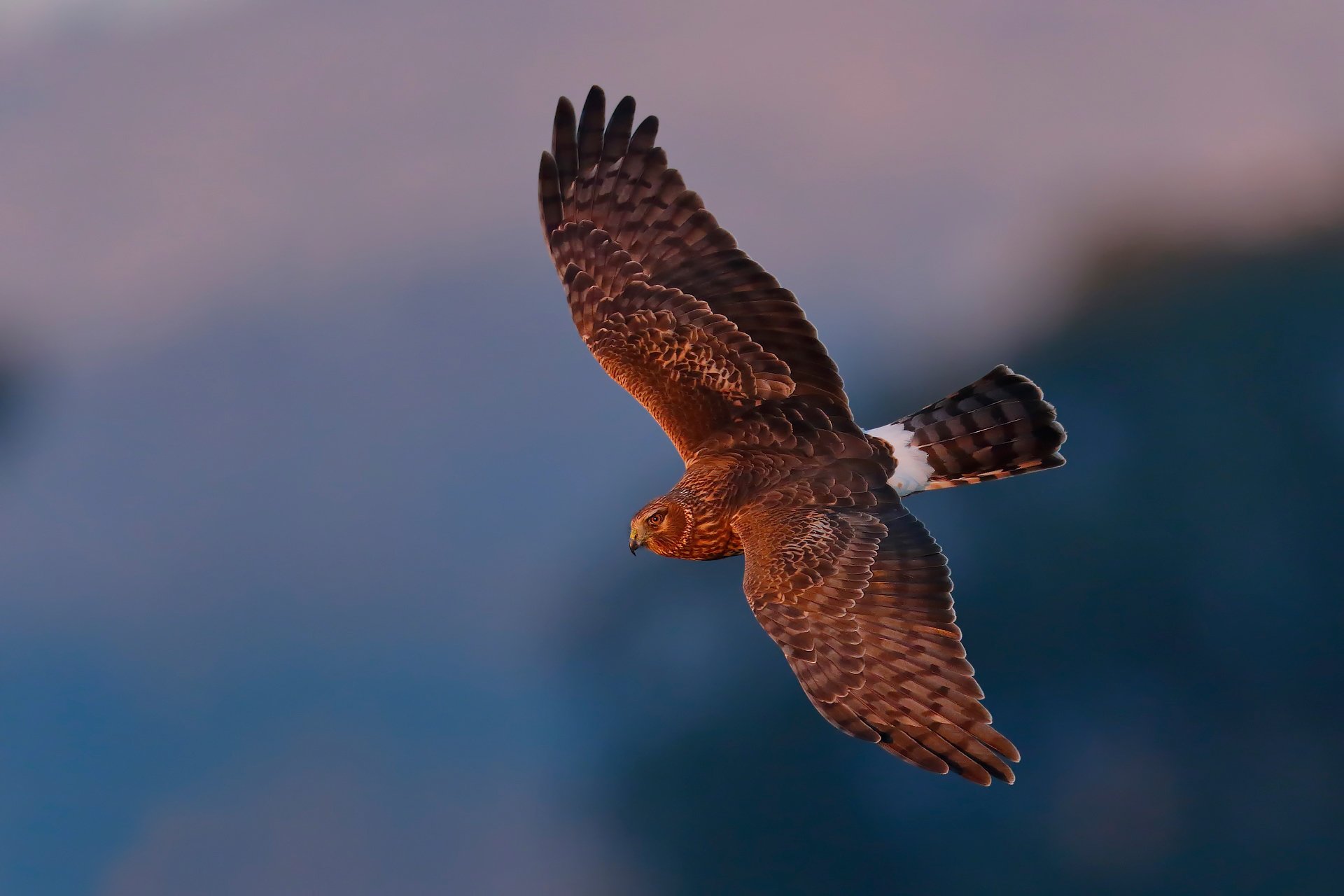 harrier falke vogel mond