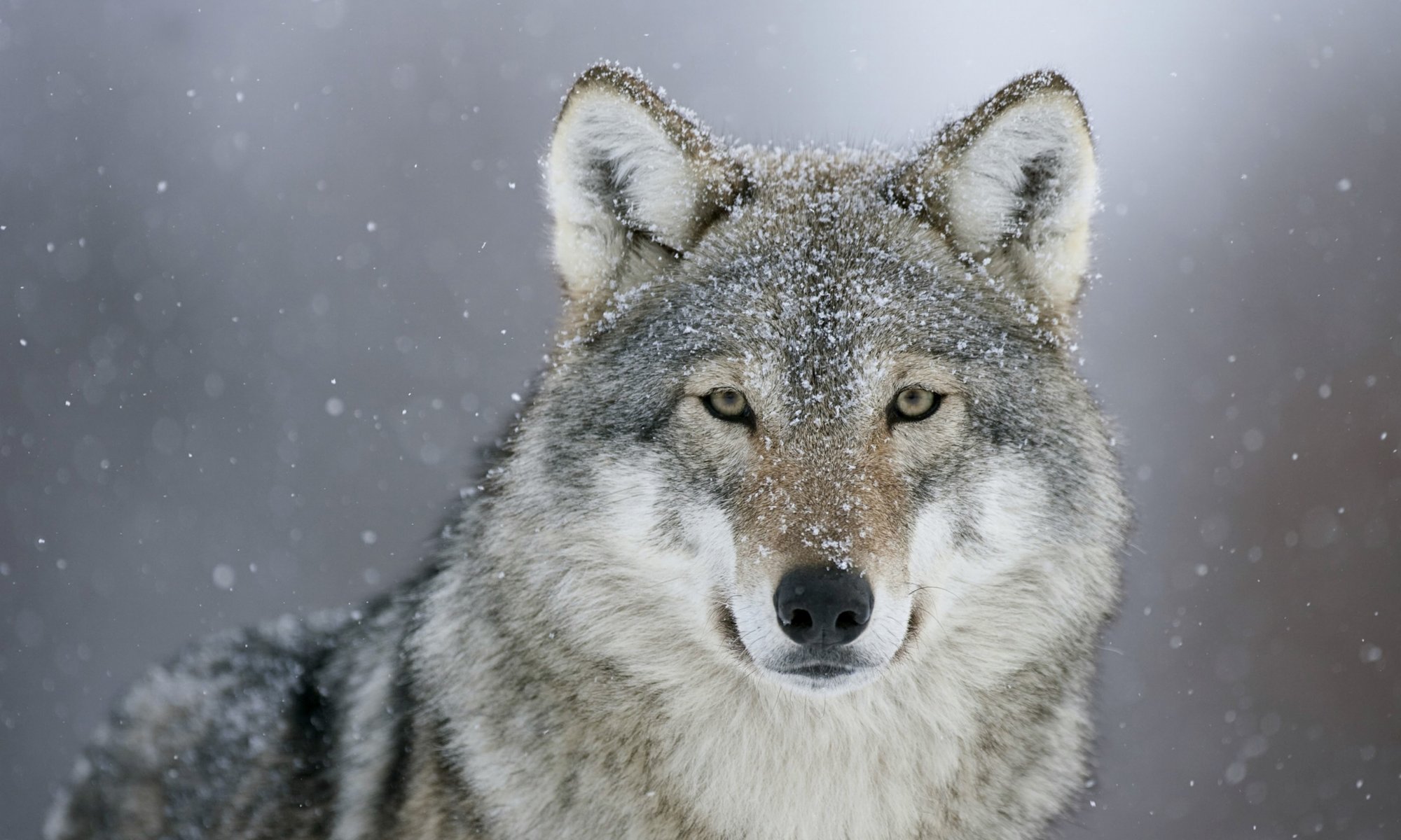 wolf raubtier blick schnee