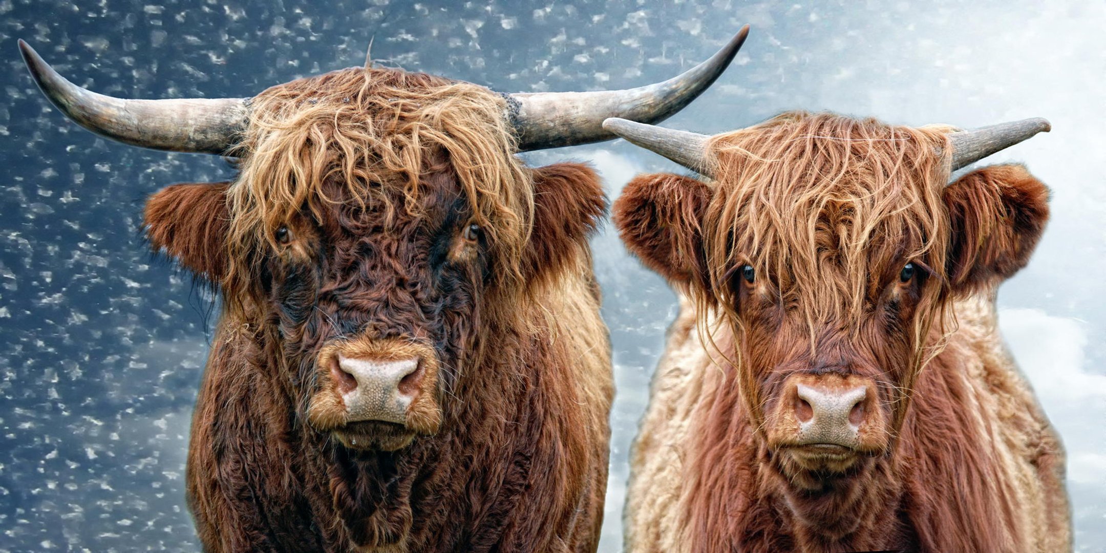 er und sie stier kuh