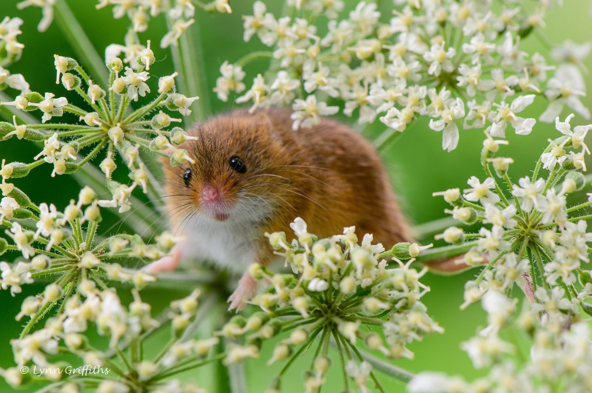 eurasian harvest mouse mouse rodent plant close up