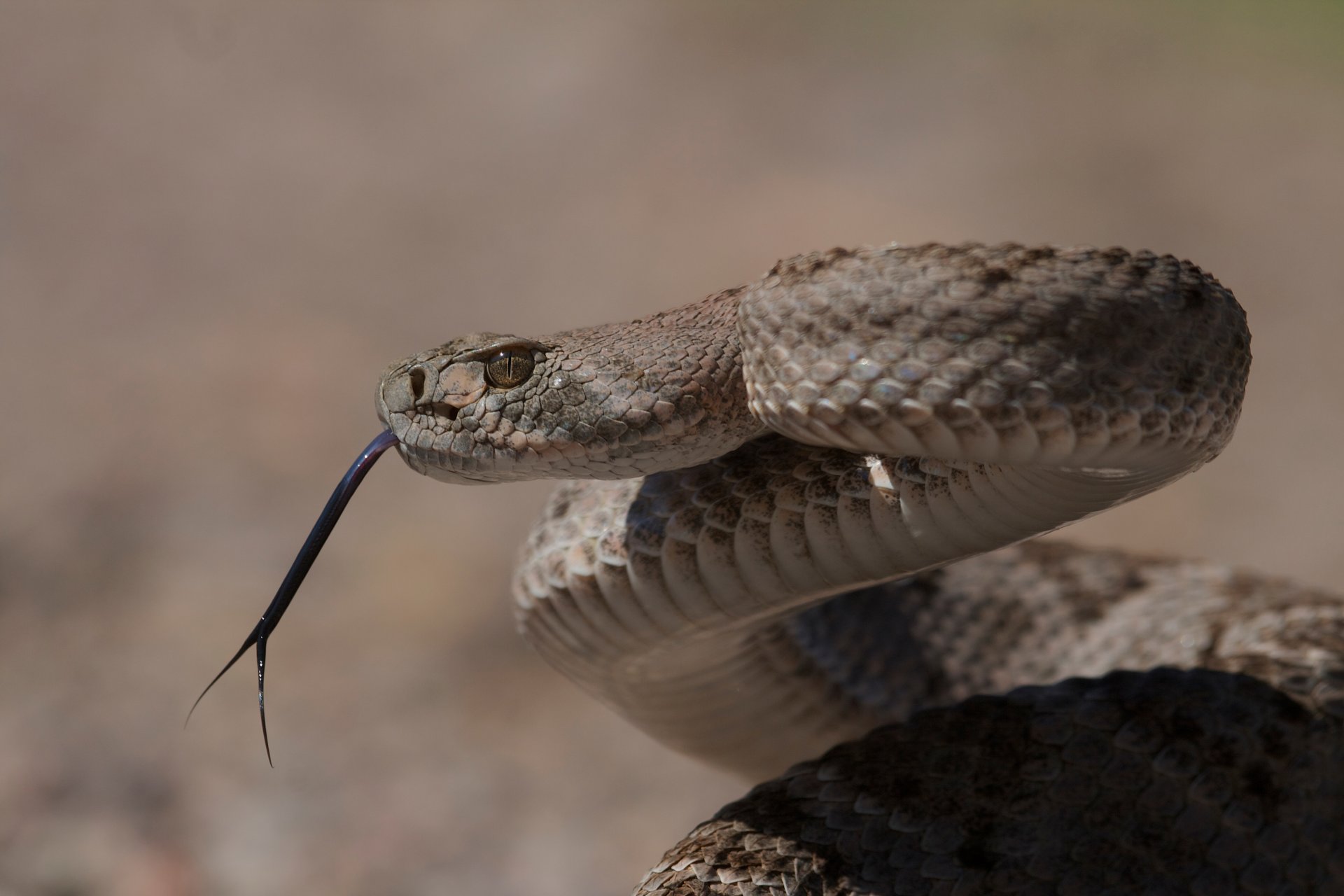 western diamondback grzechotnik teksański wąż jadowity