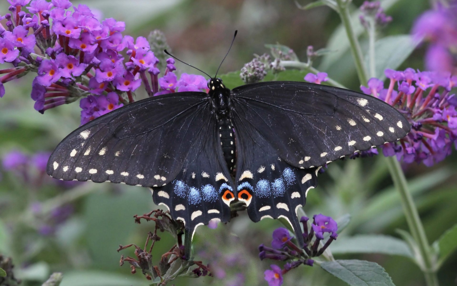 mariposa velero polixena macro