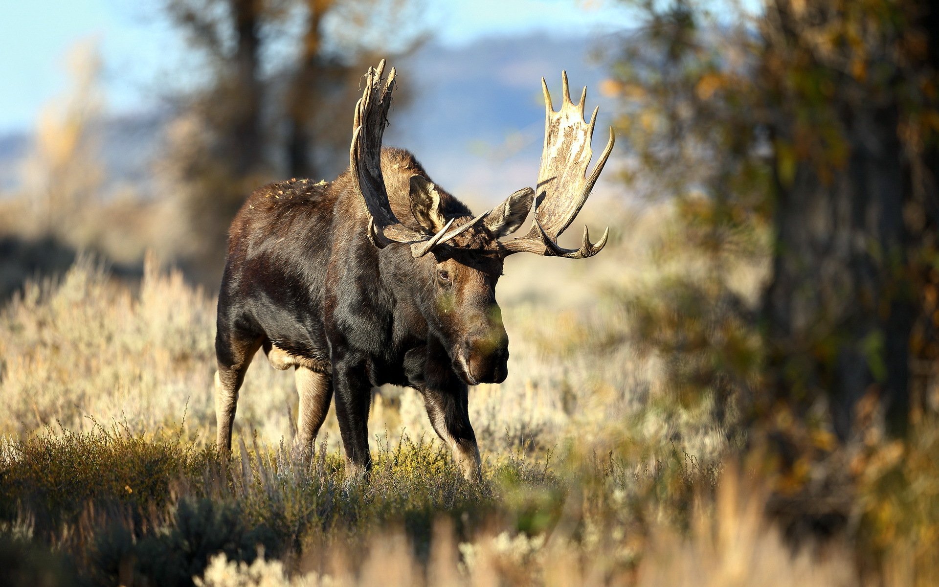 elk natura tło