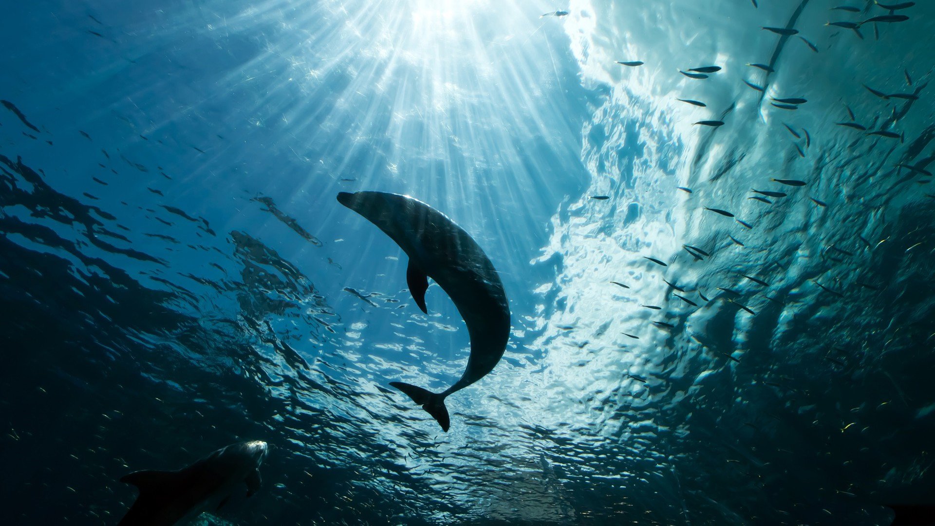 agua profundidad rayos luz mar océano bandada jamba peces delfín silueta contorno contorno