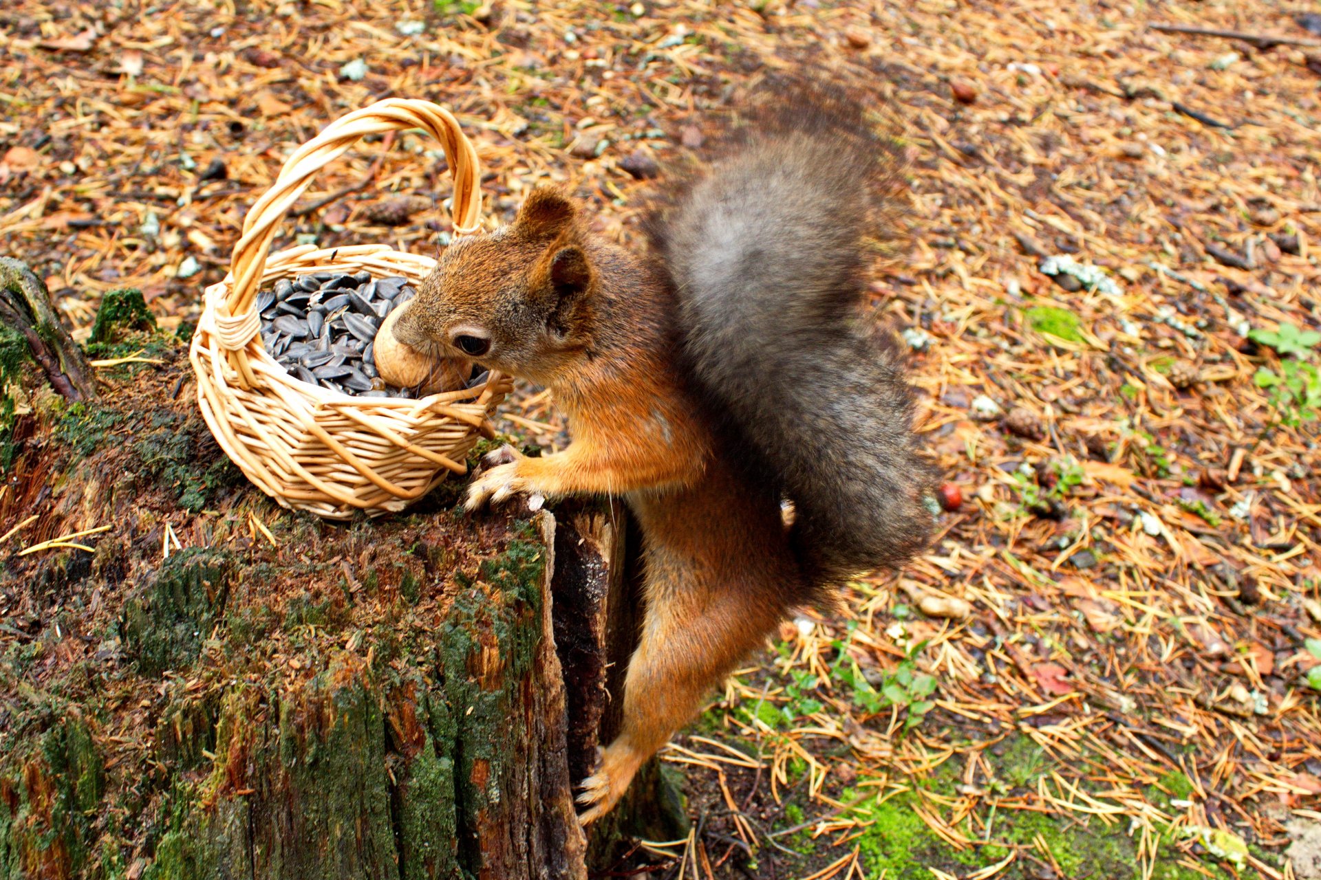 eichhörnchen korb nuss samen herbst stumpf nagetier tiere natur nadeln