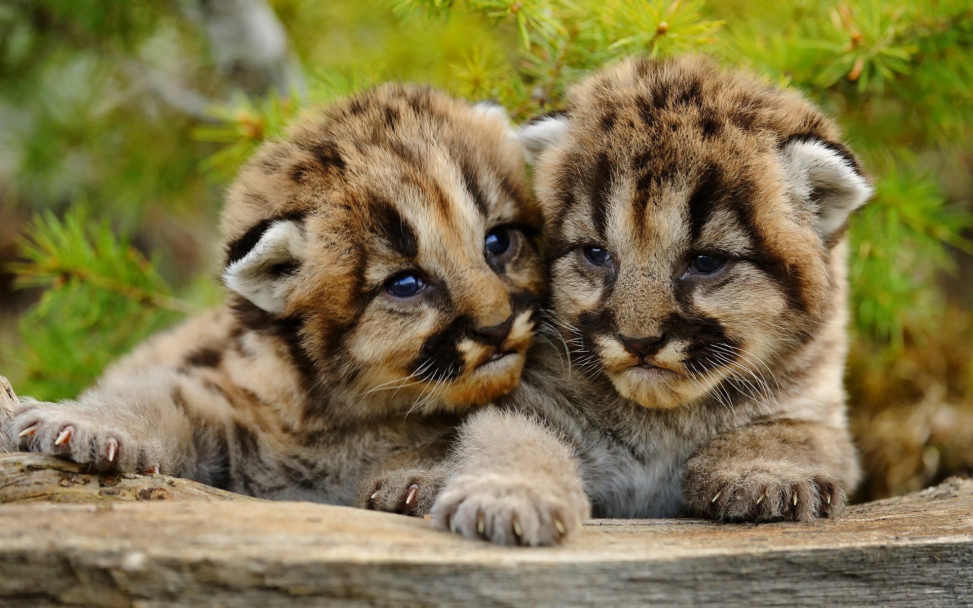 cougar lion de montagne cougar petits