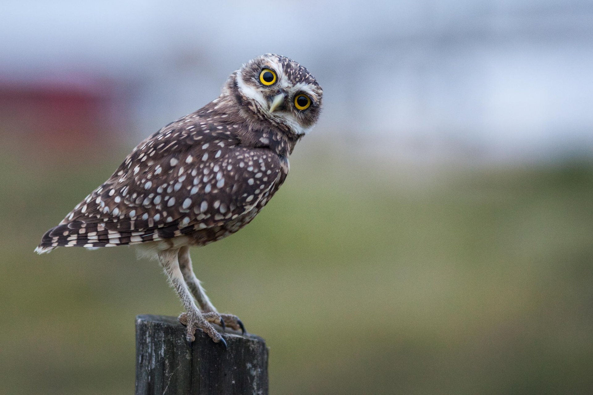 hibou vue bokeh