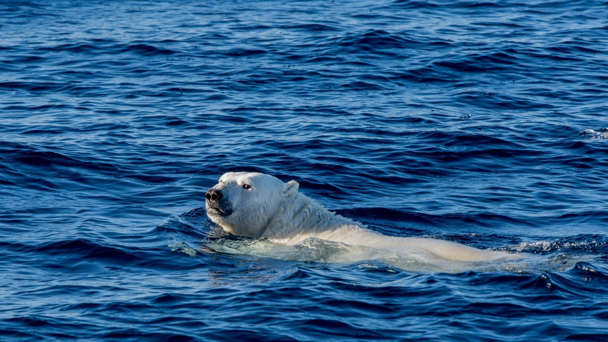 grönland eisbär arktischer ozean schwimmen