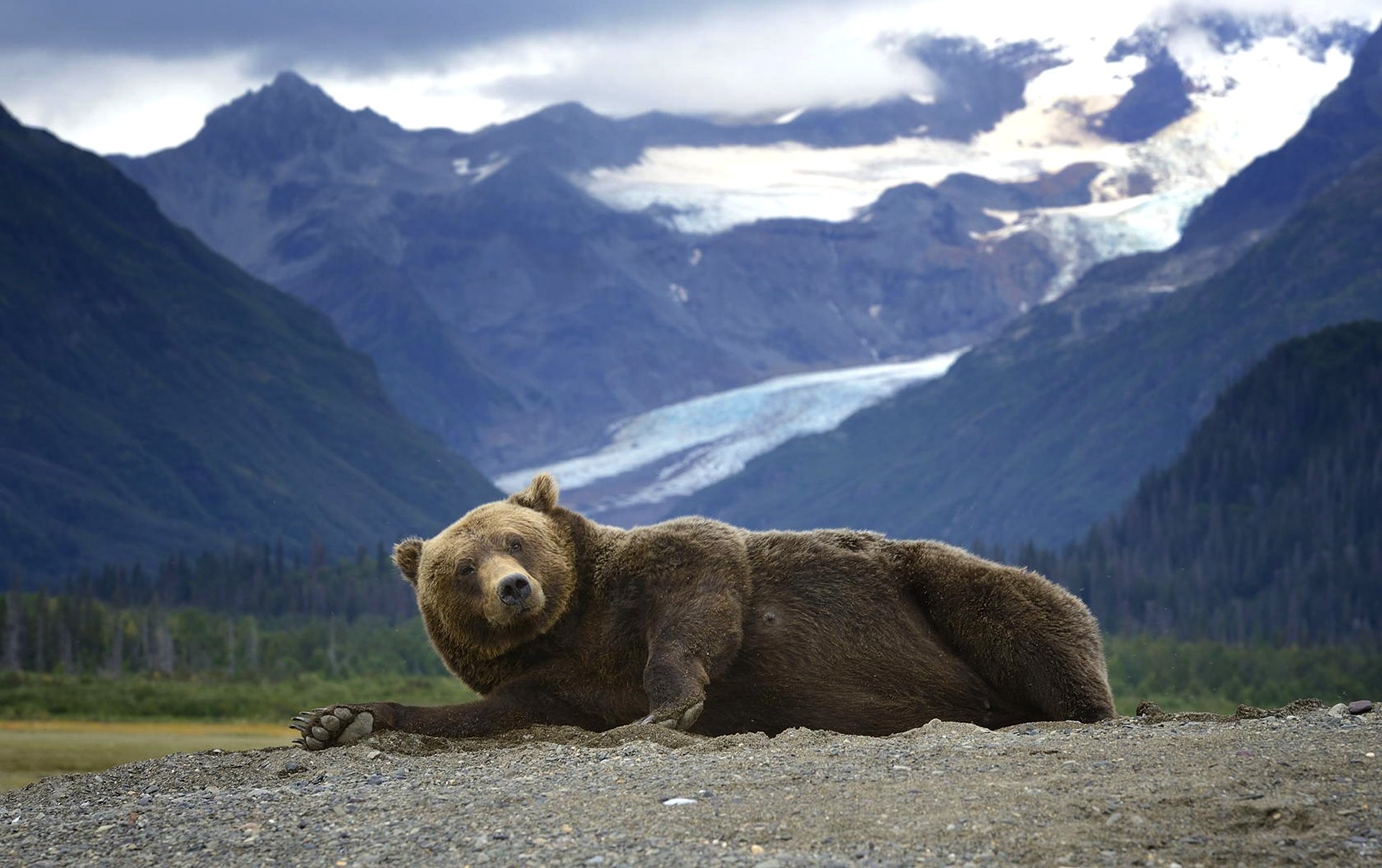 niedźwiedź grizzly drapieżnik leży góry alaska