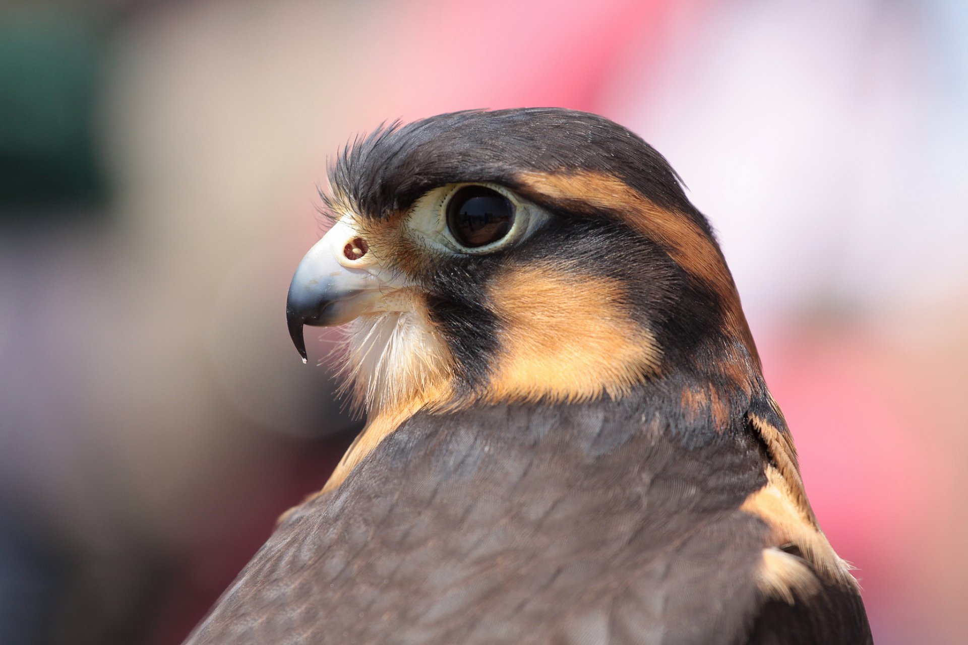 poultry falcon yuzhnomeksikansky aplomado section