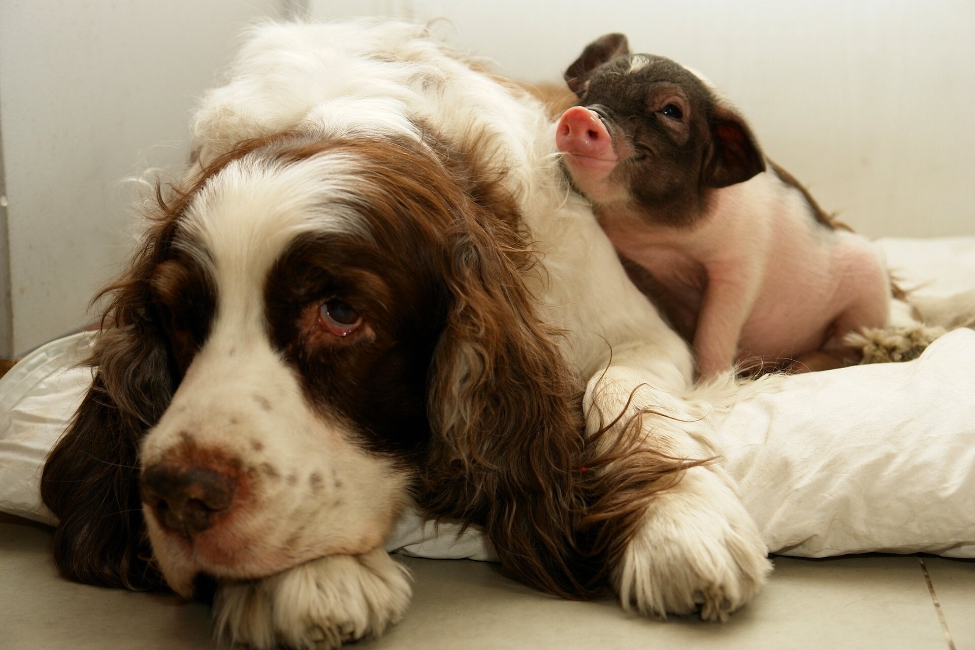 perro cerdo amigos