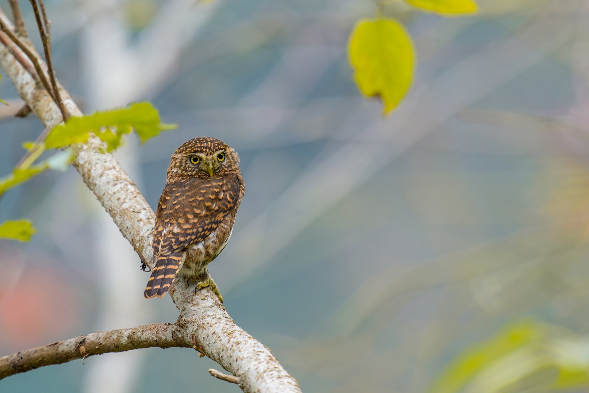 branche feuilles oiseau hibou