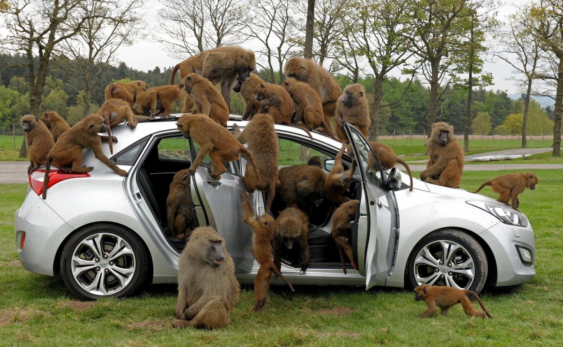 babuinos coche árboles