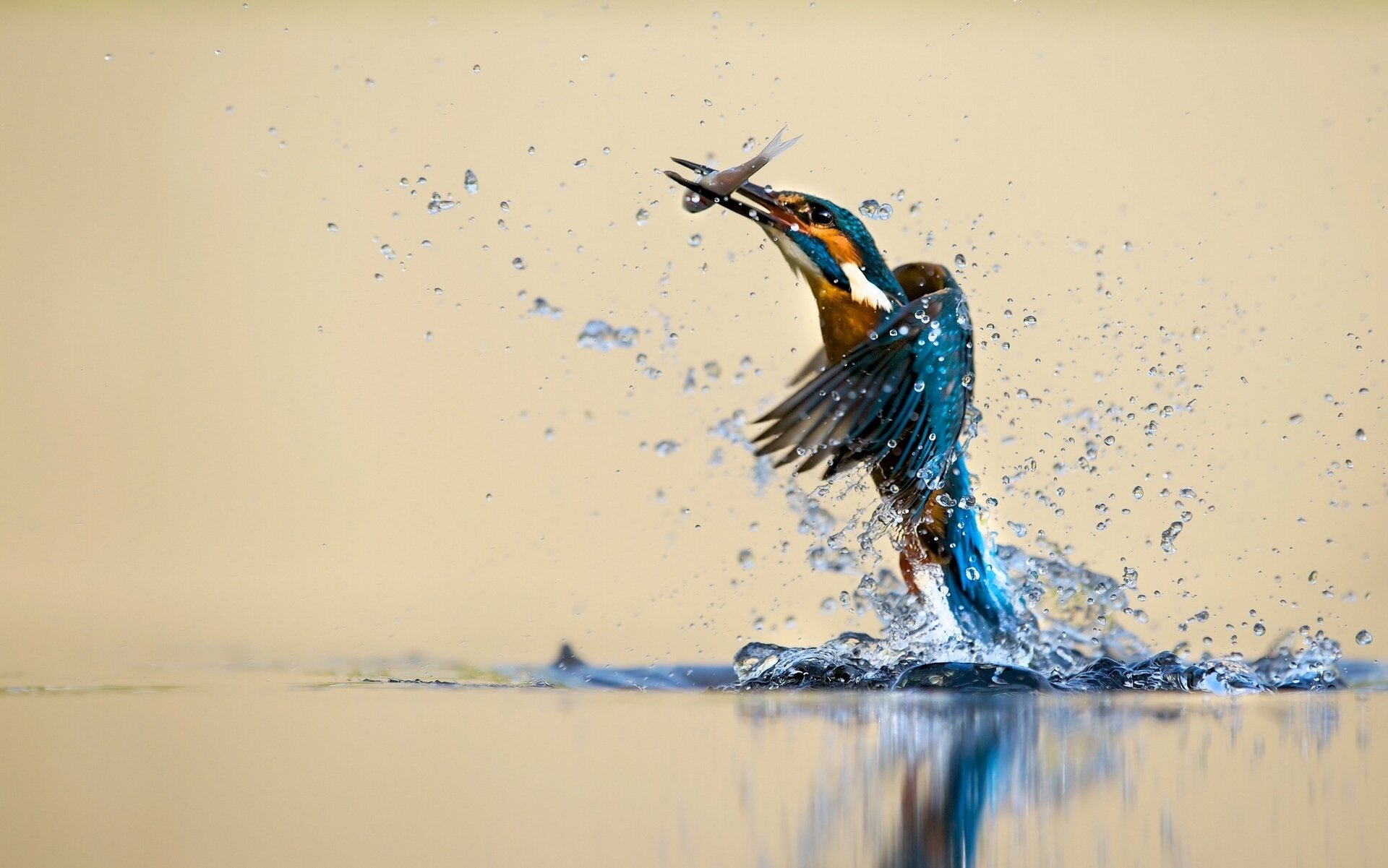 martin-pêcheur oiseau eau éclaboussures capture