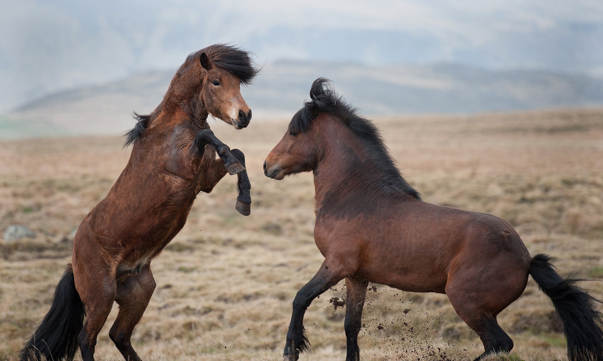 horse horses the pair fight game steppe