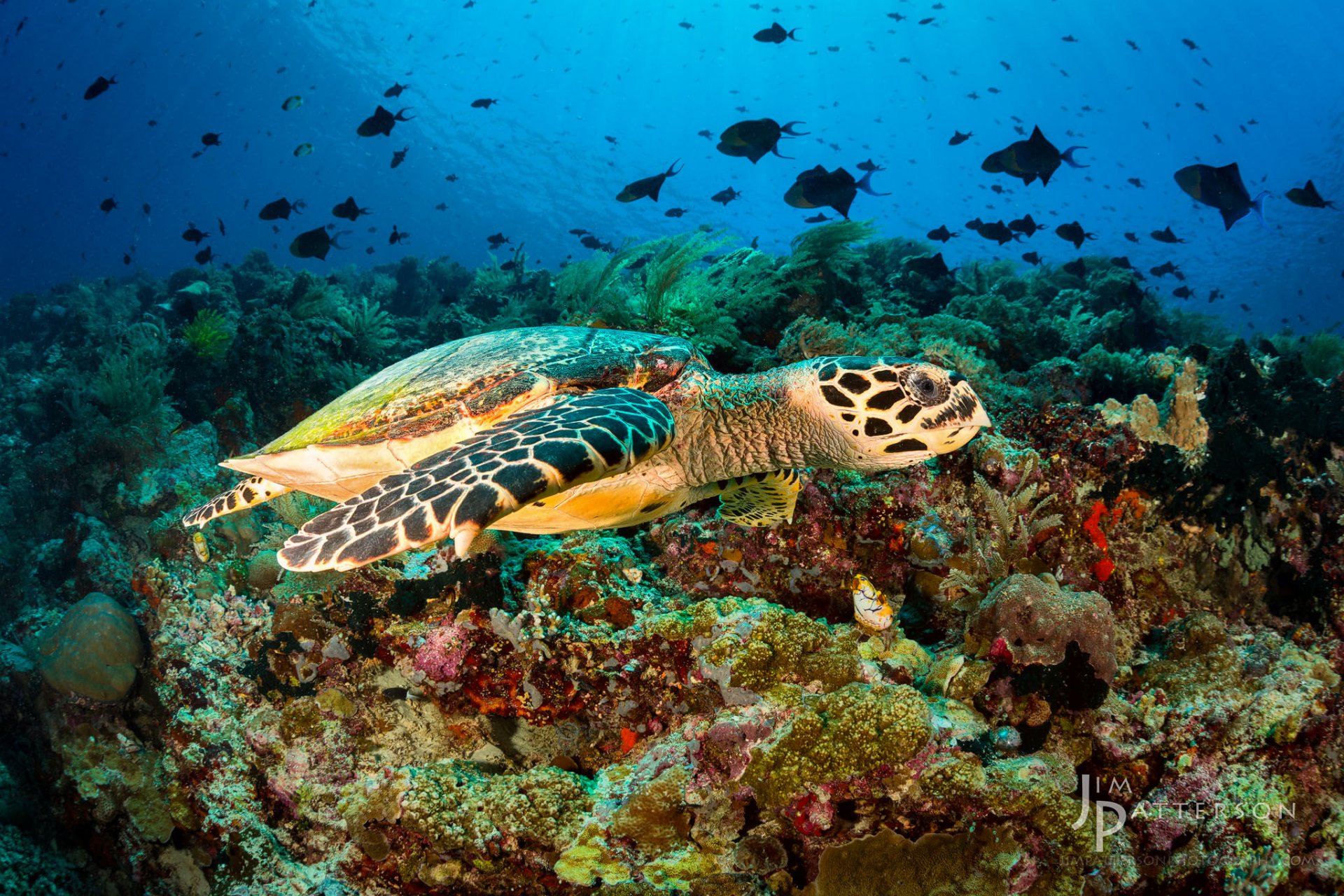 tortue coraux poissons monde sous-marin