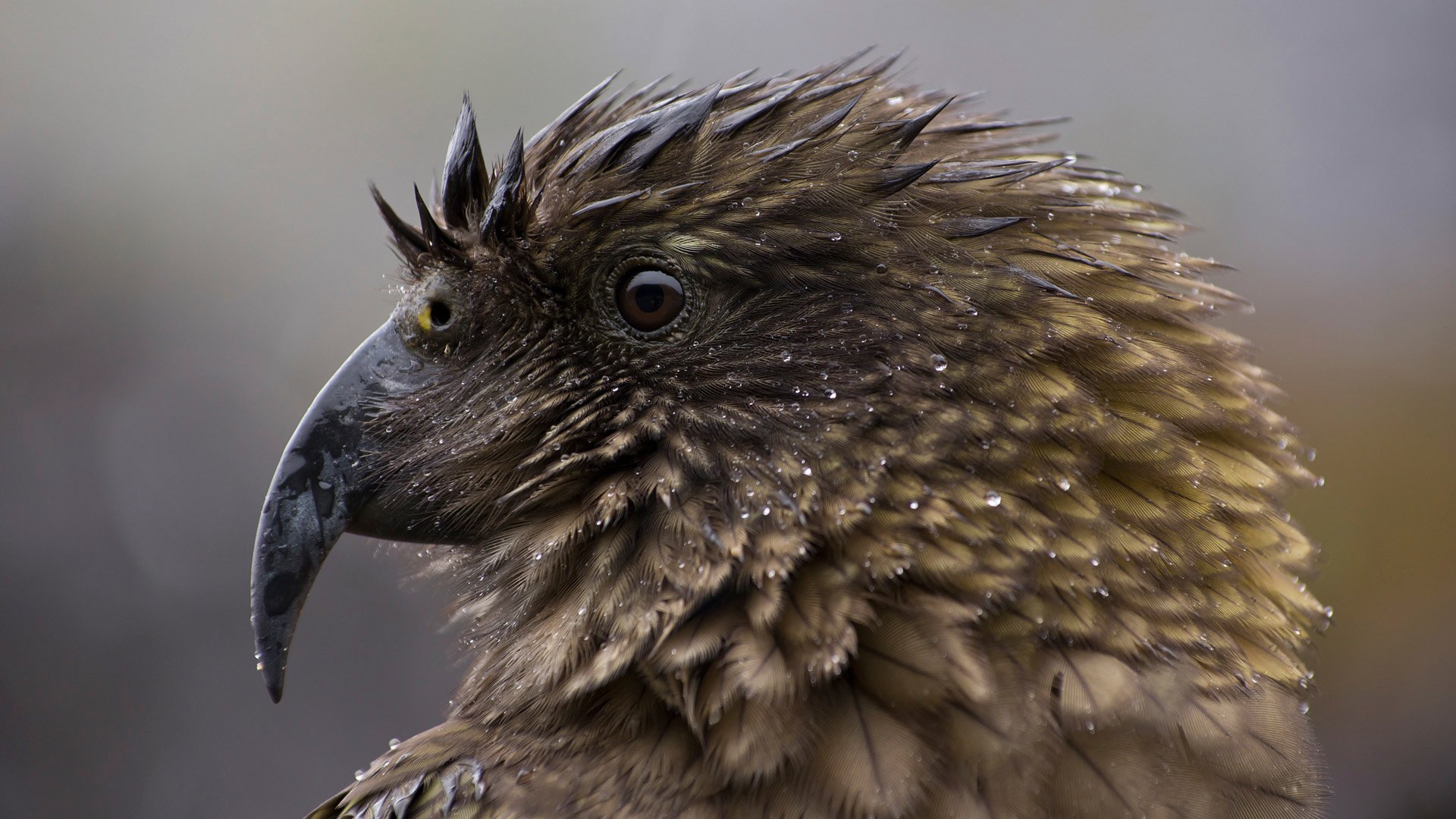 kea alpine parrot close up drops nestor notabilis new zealand endangered specie