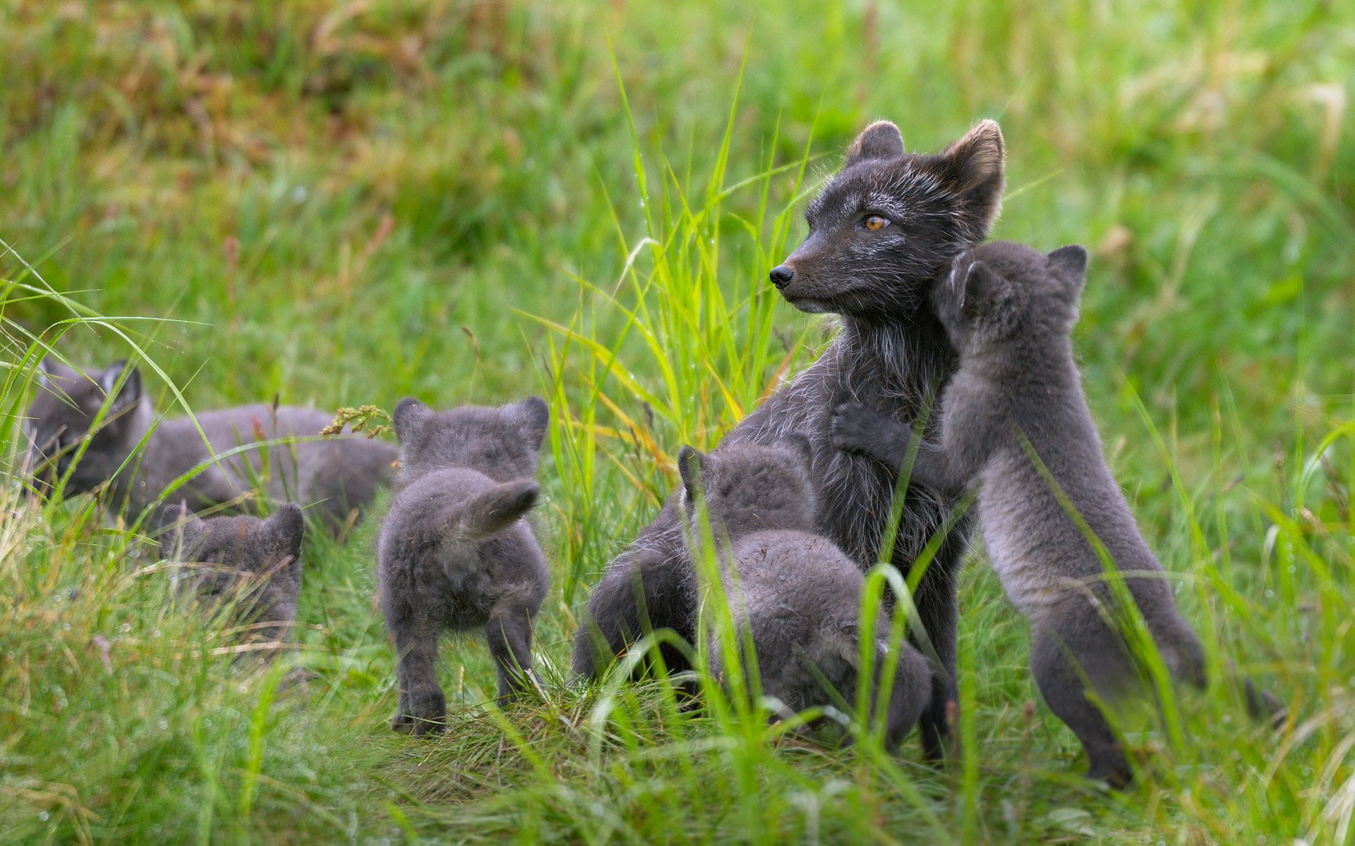 finnland lappland polarfuchs polarfuchs im sommer simeistvo