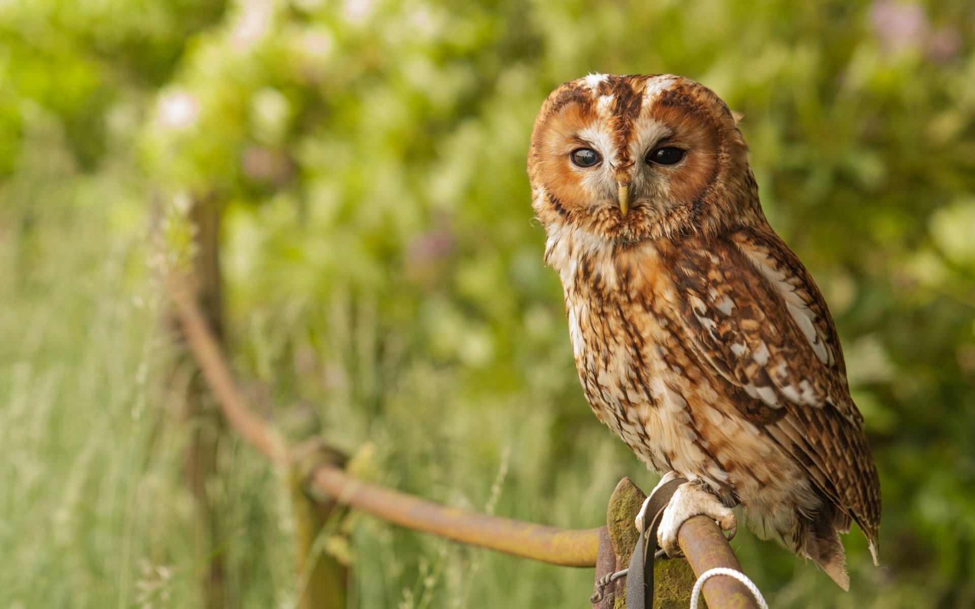 gris hibou oiseau