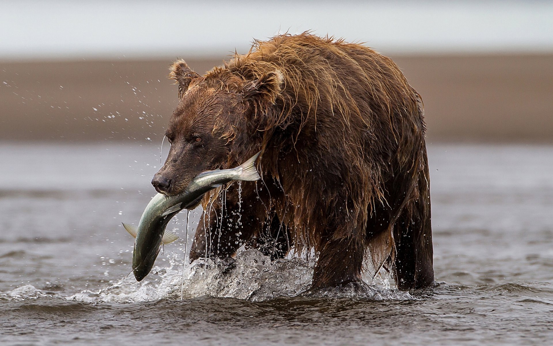 bear fish trout river catch fishing