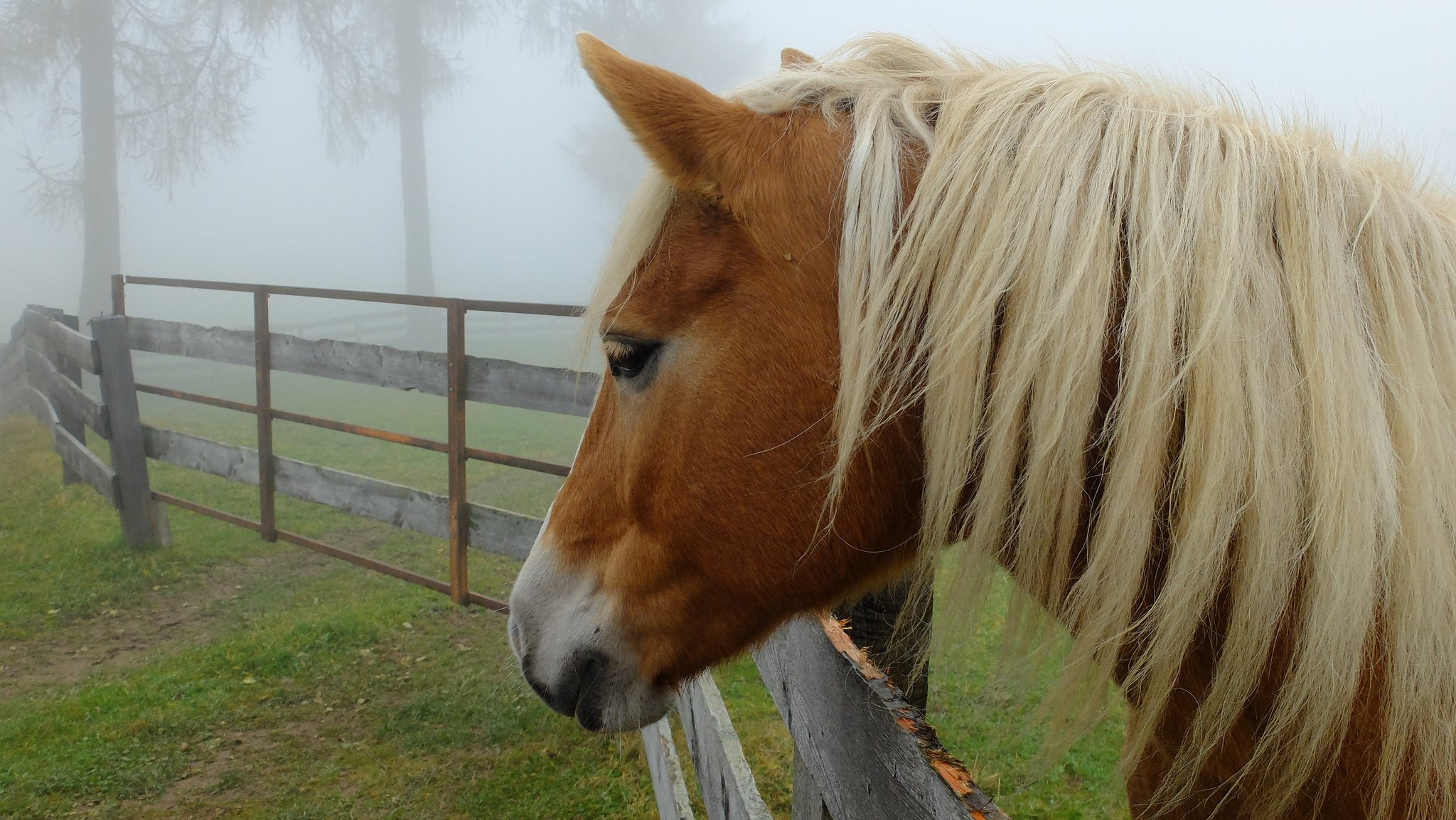 clôture arbres brouillard cheval crinière profil