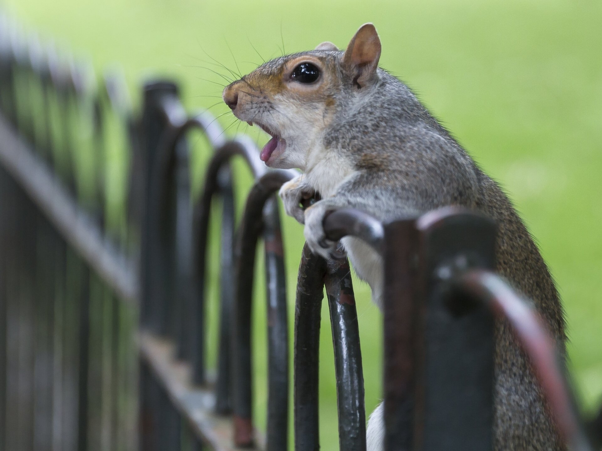 protein surprised fence