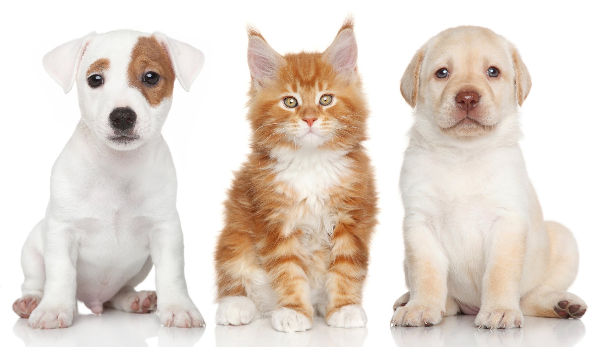 labrador retriever jack russell terrier maine coon cachorros perros