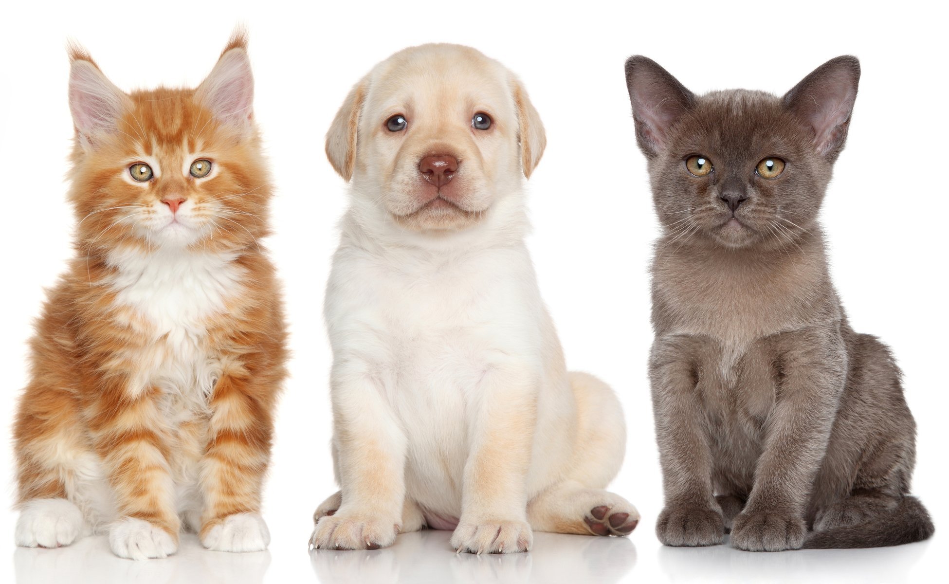 chat boorman labrador retriever maine coon chatons chiot chien