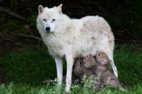 Pequeños lobos en la naturaleza con una loba