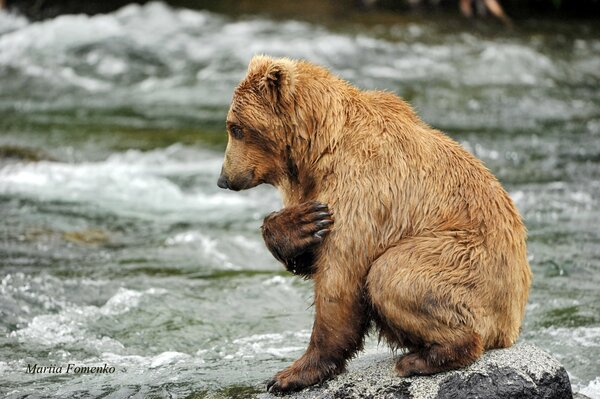 Orso tra le gocce di rugiada rallentato tempo vicino al fiume pregando per l acqua