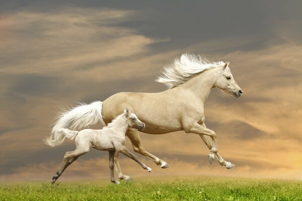 Caballos corriendo. El caballo y su hijo