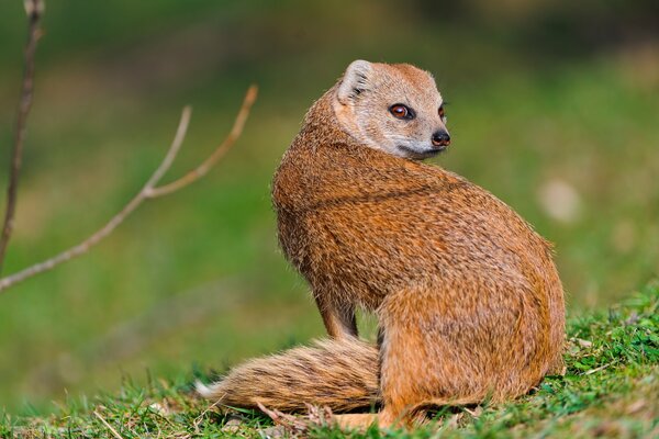 The look of a mongoose sitting on the green grass