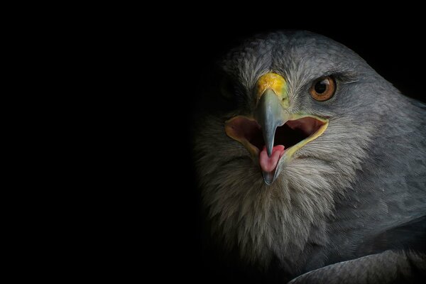 Falcon regarde dans la caméra avec un bec ouvert